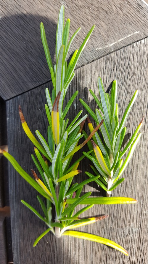 Rosemary Problem — BBC Gardeners' World Magazine