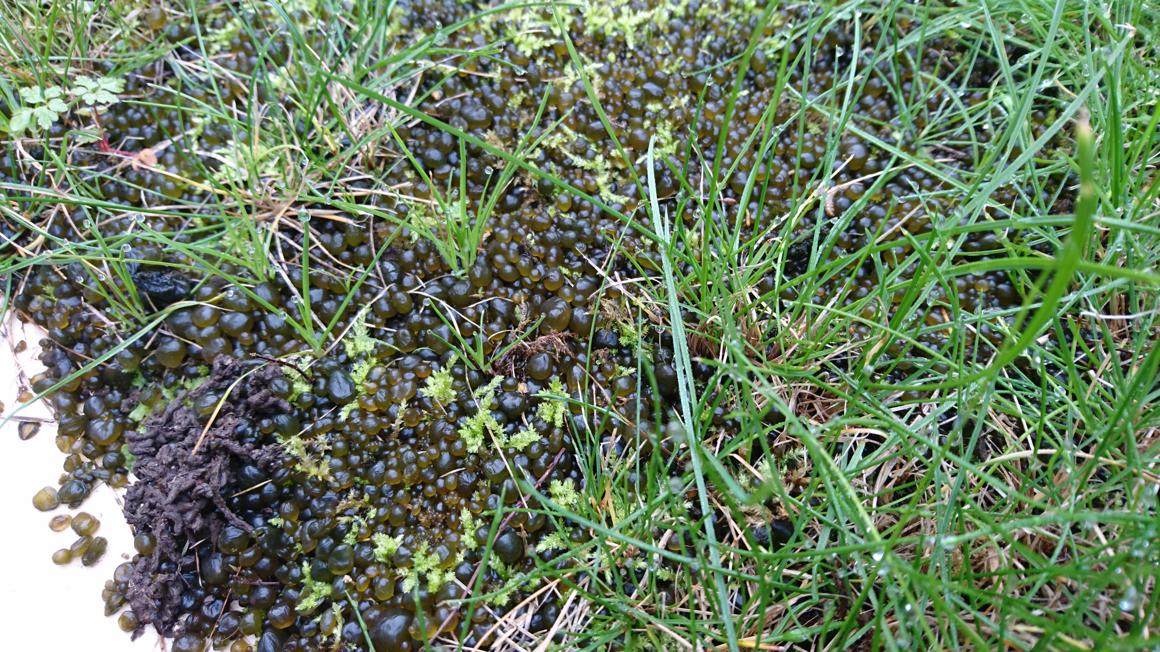 HELP... Hundreds of strange eggs on my lawn and soil? Page 3 — BBC Gardeners' World Magazine