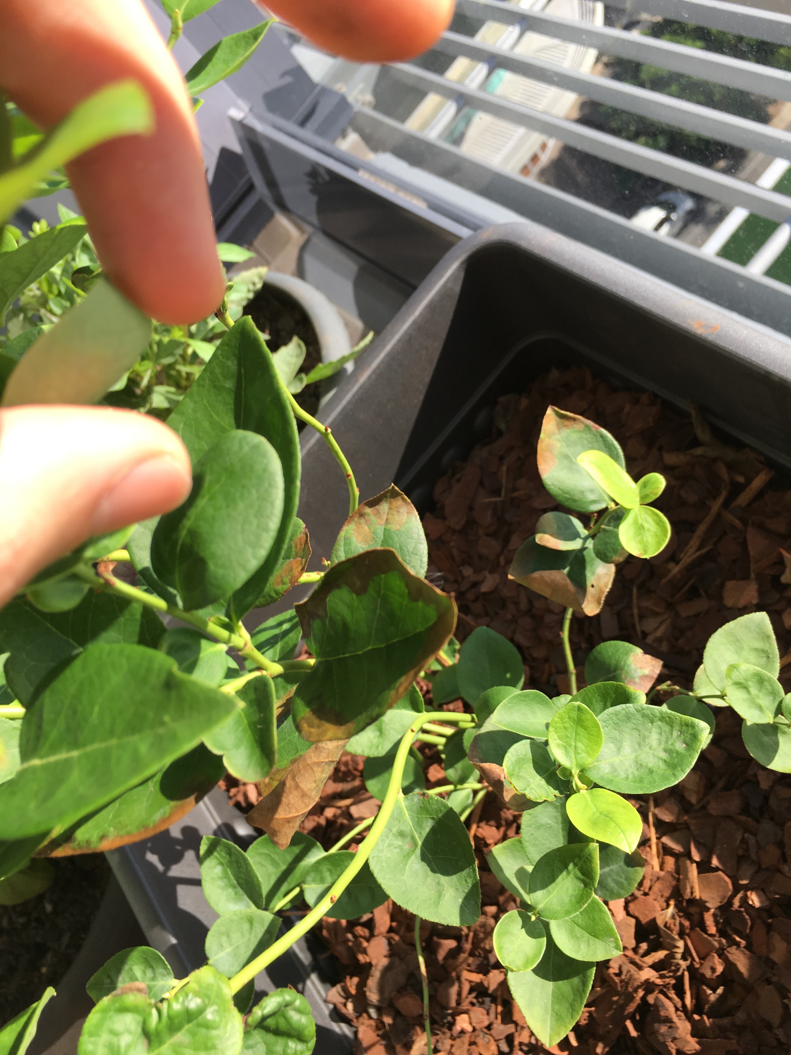 Blueberry leaves going brown — BBC Gardeners' World Magazine