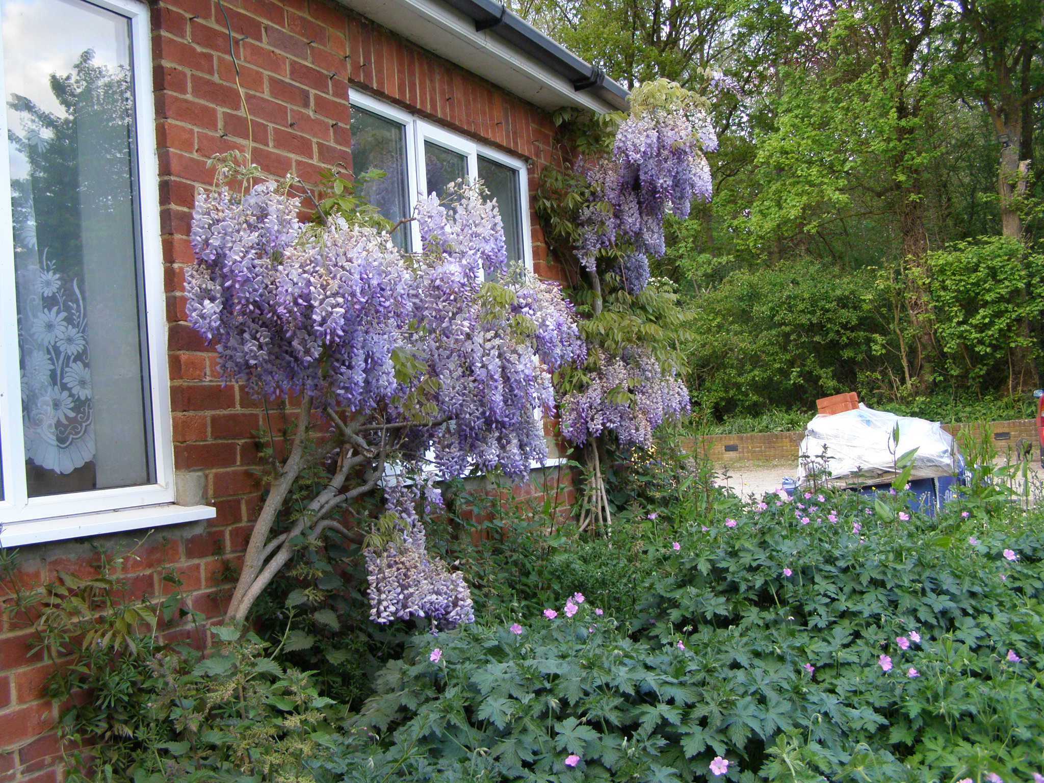 I want to train my Wisteria as free standing Page 3 — BBC Gardeners