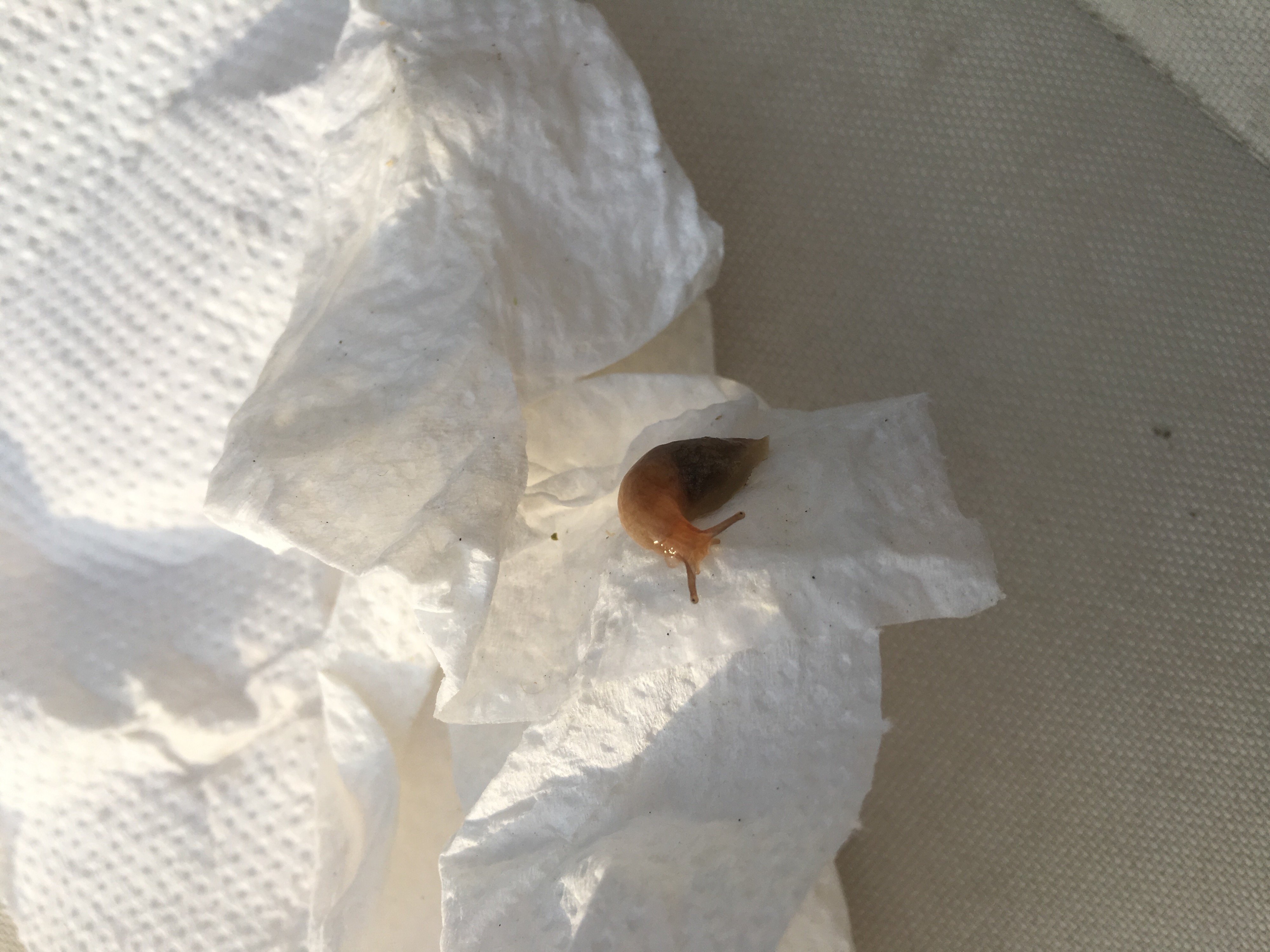 slugs in the lawn Page 2 — BBC Gardeners