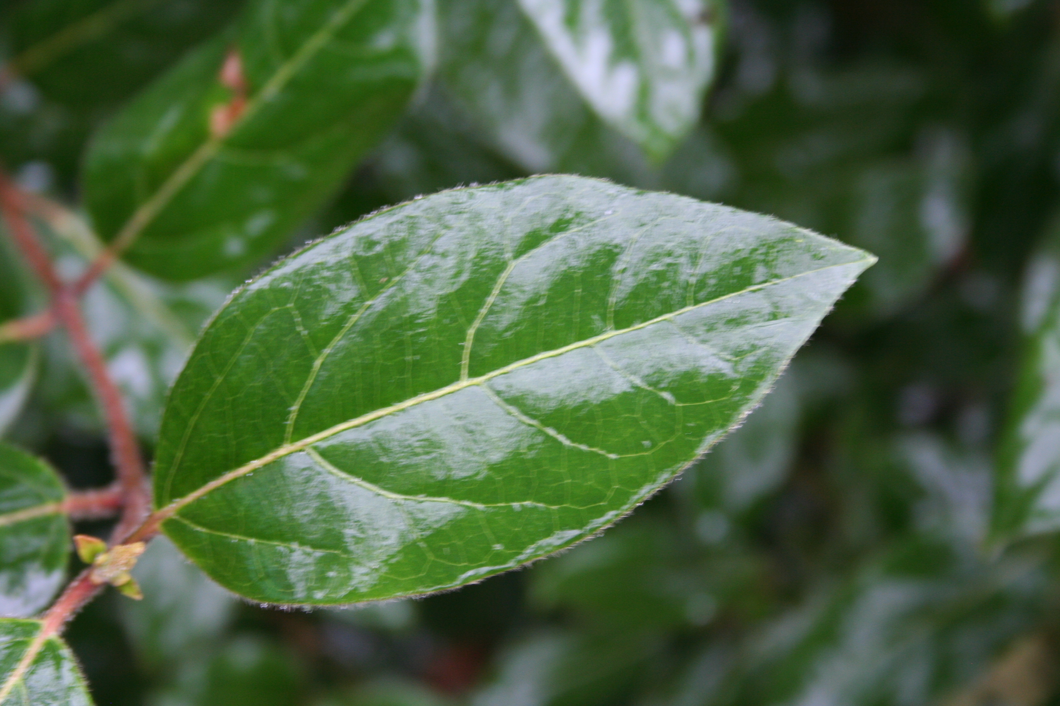 Non flowering Viburnum Page 2 — BBC Gardeners' World Magazine