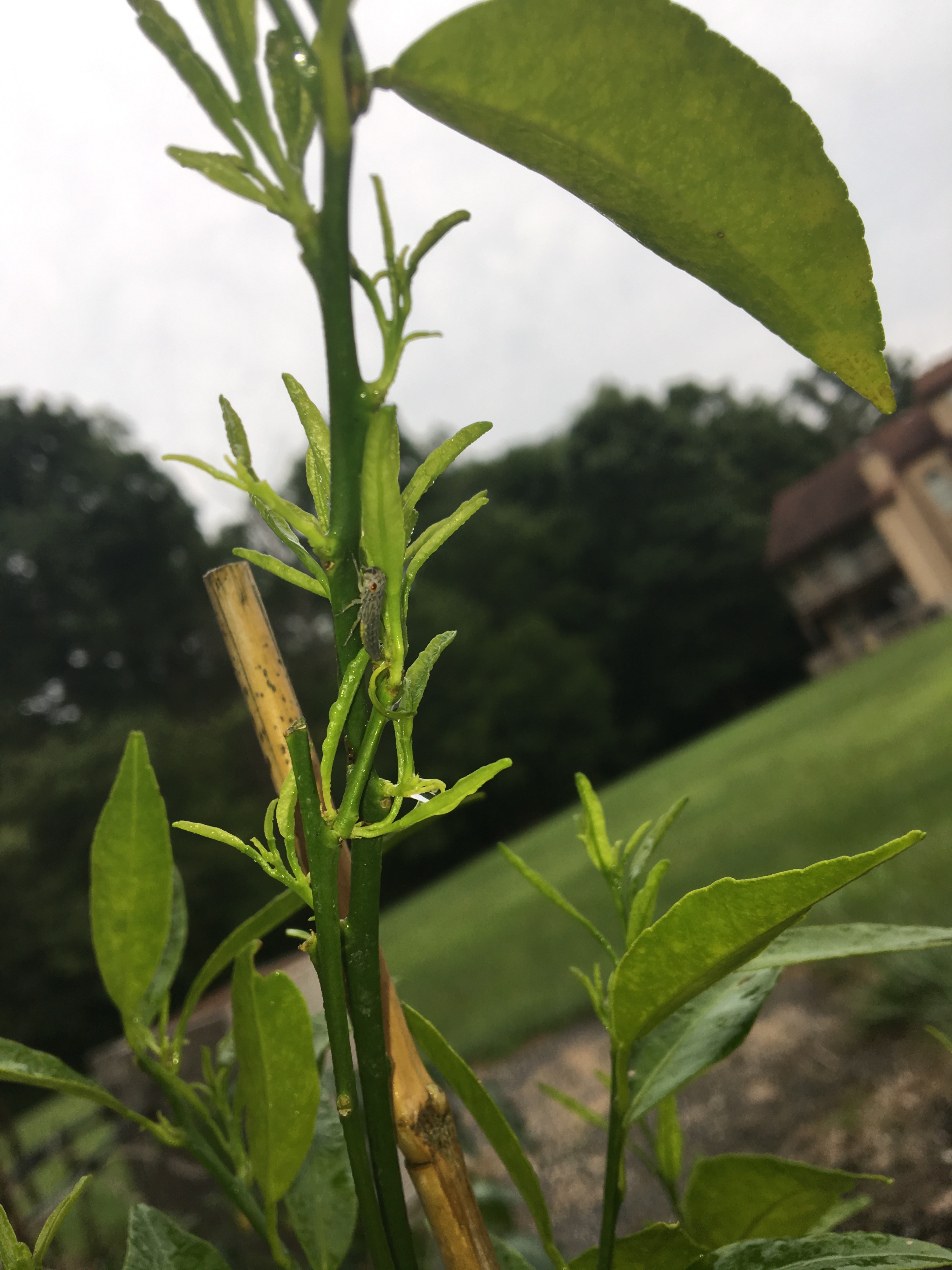 plant clementine