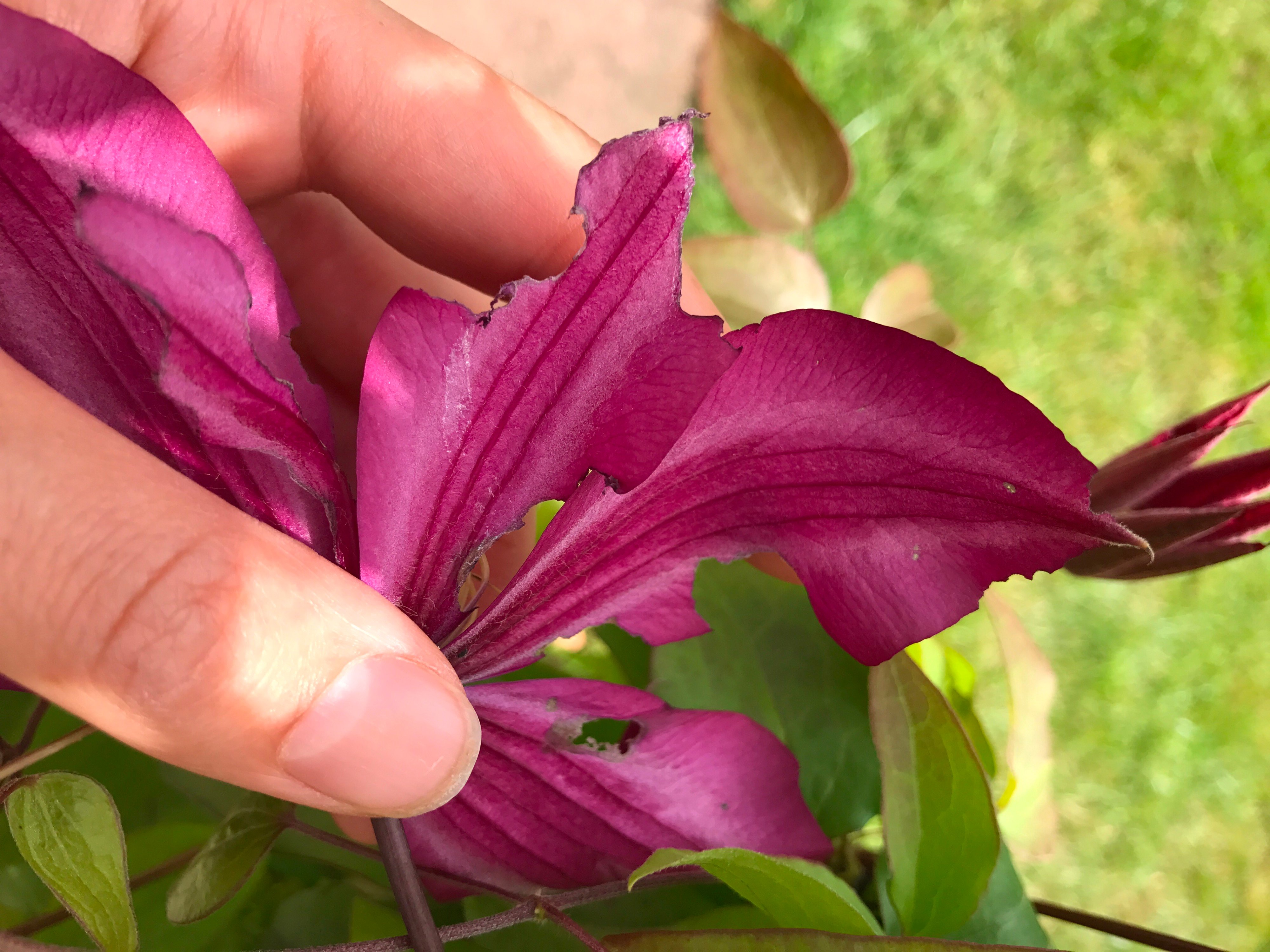What's eating my clematis flowers?? — BBC Gardeners' World Magazine