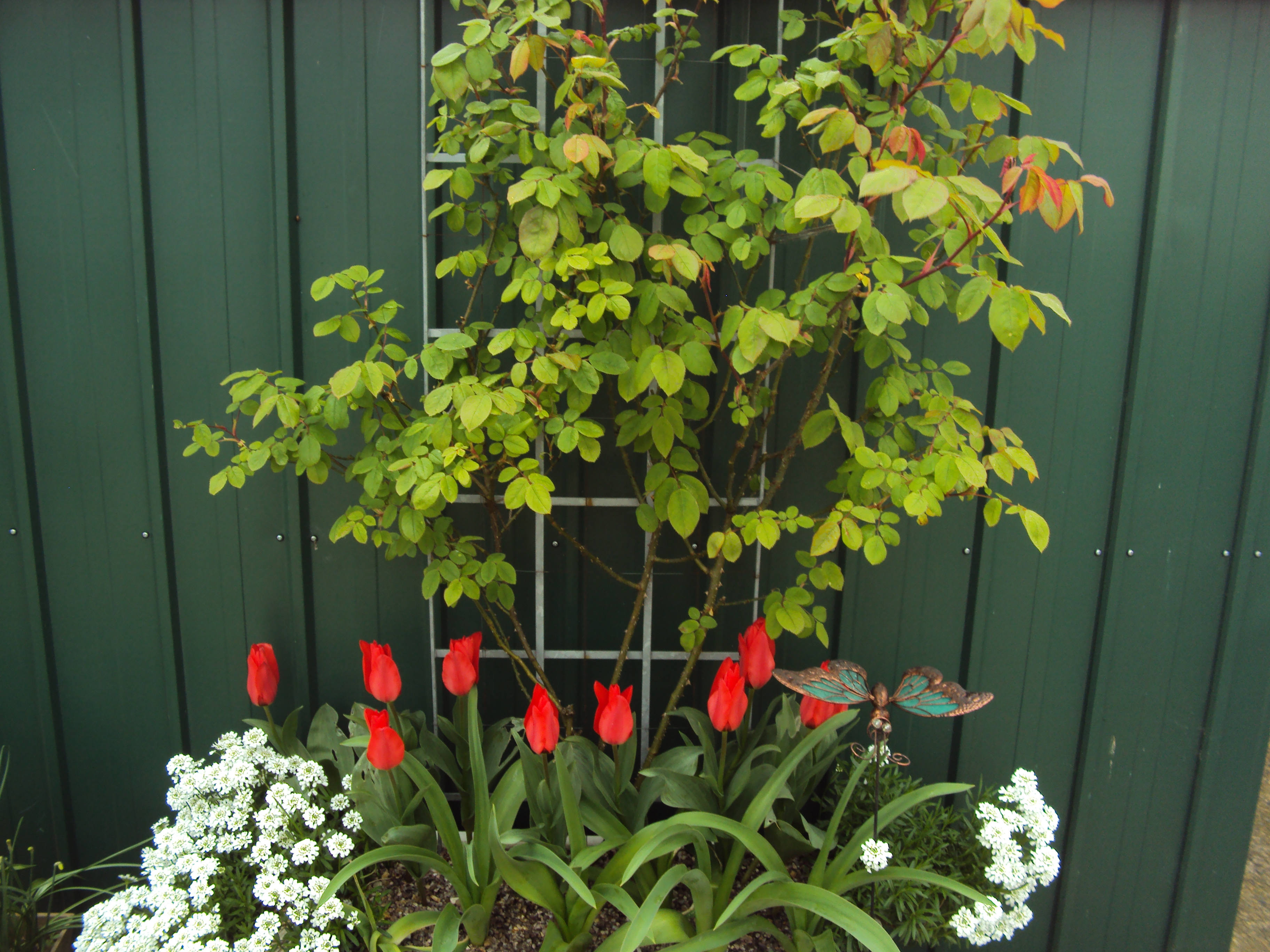 Climbing plants for shallow soil/concrete courtyard — BBC Gardeners' World Magazine
