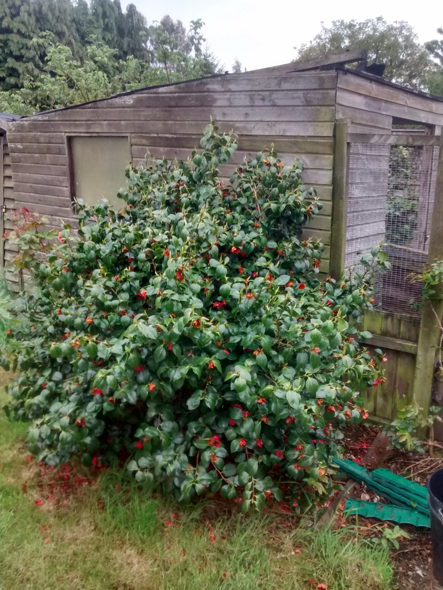 When to prune a Camellia? — Forum | gardenersworld.com