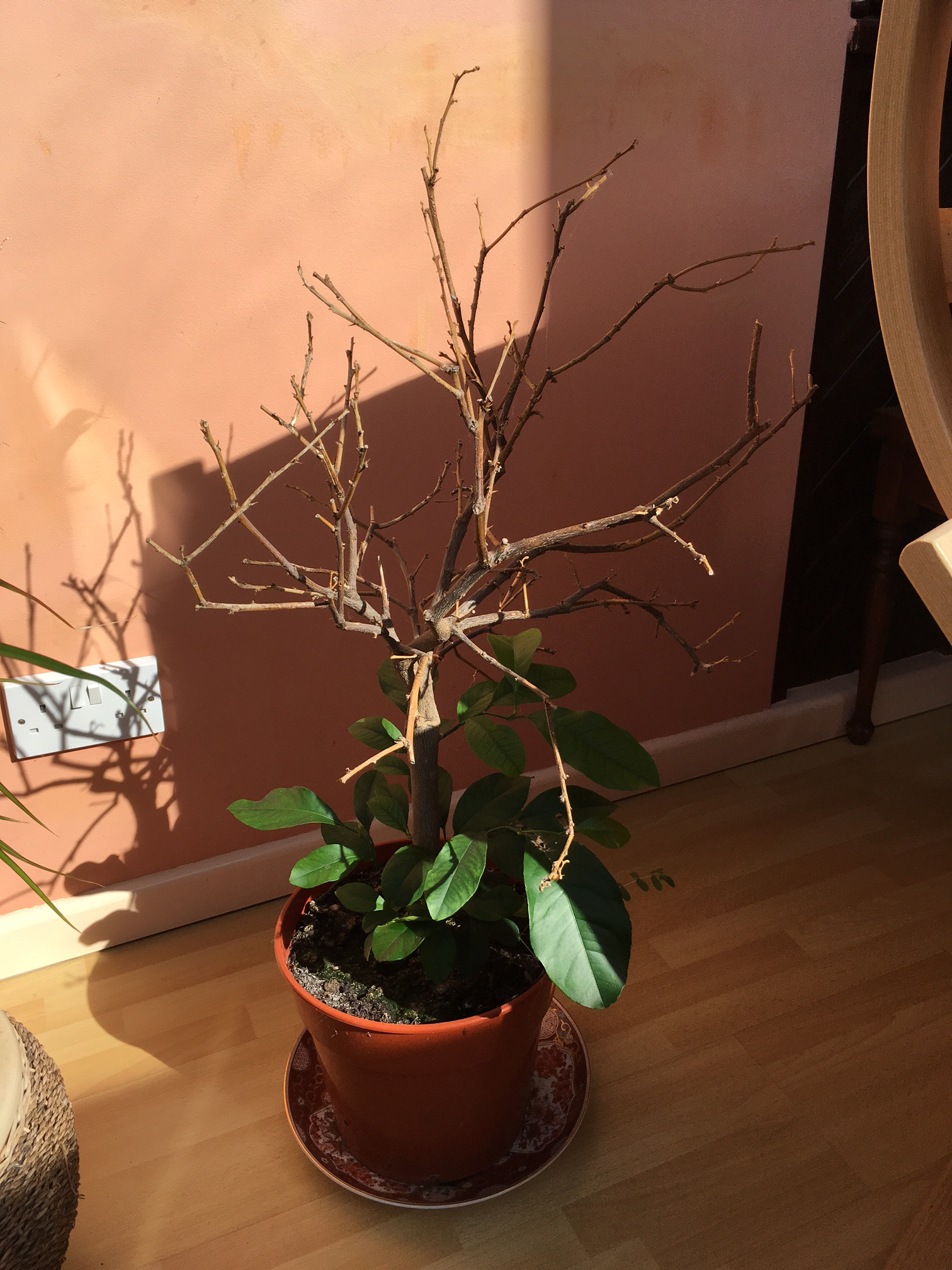 Half dead lime tree — BBC Gardeners' World Magazine