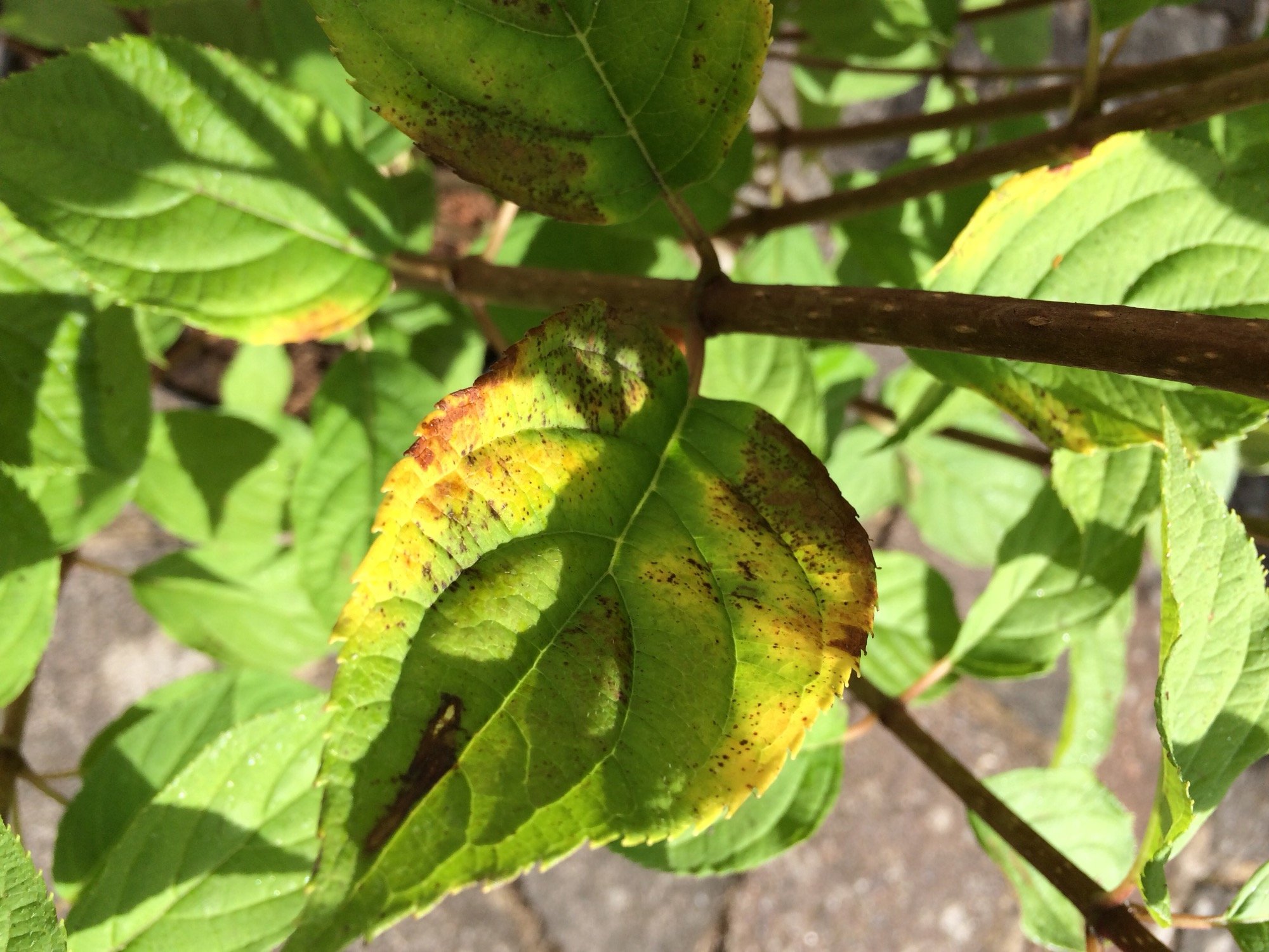 hydrangea leaf scorch