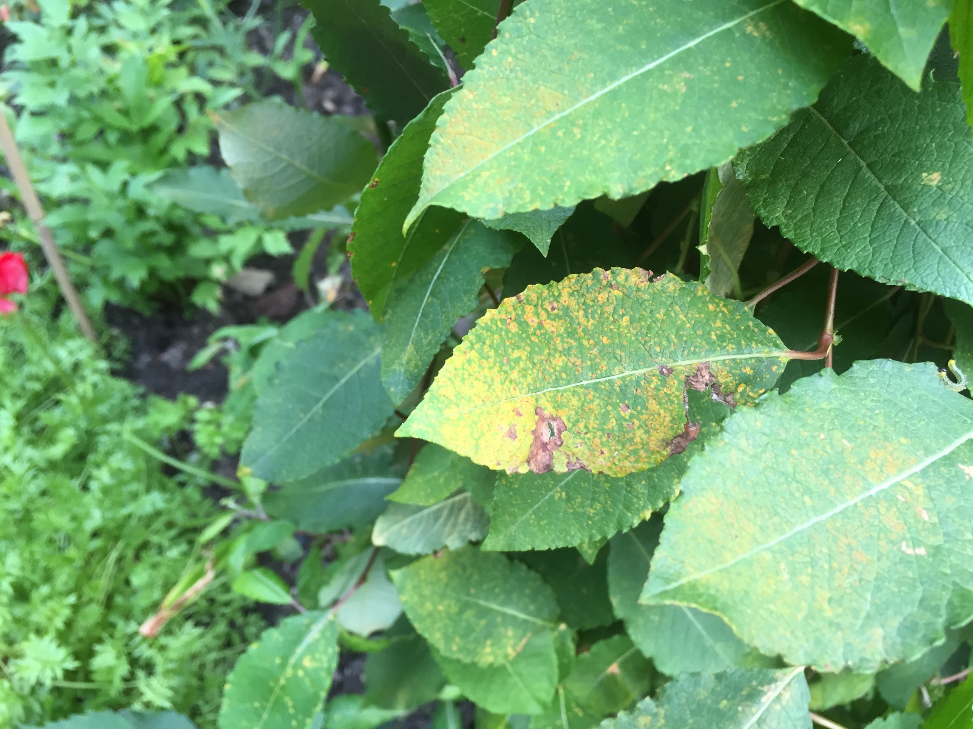 Salix Willow Tree Rust Bbc Gardeners World Magazine