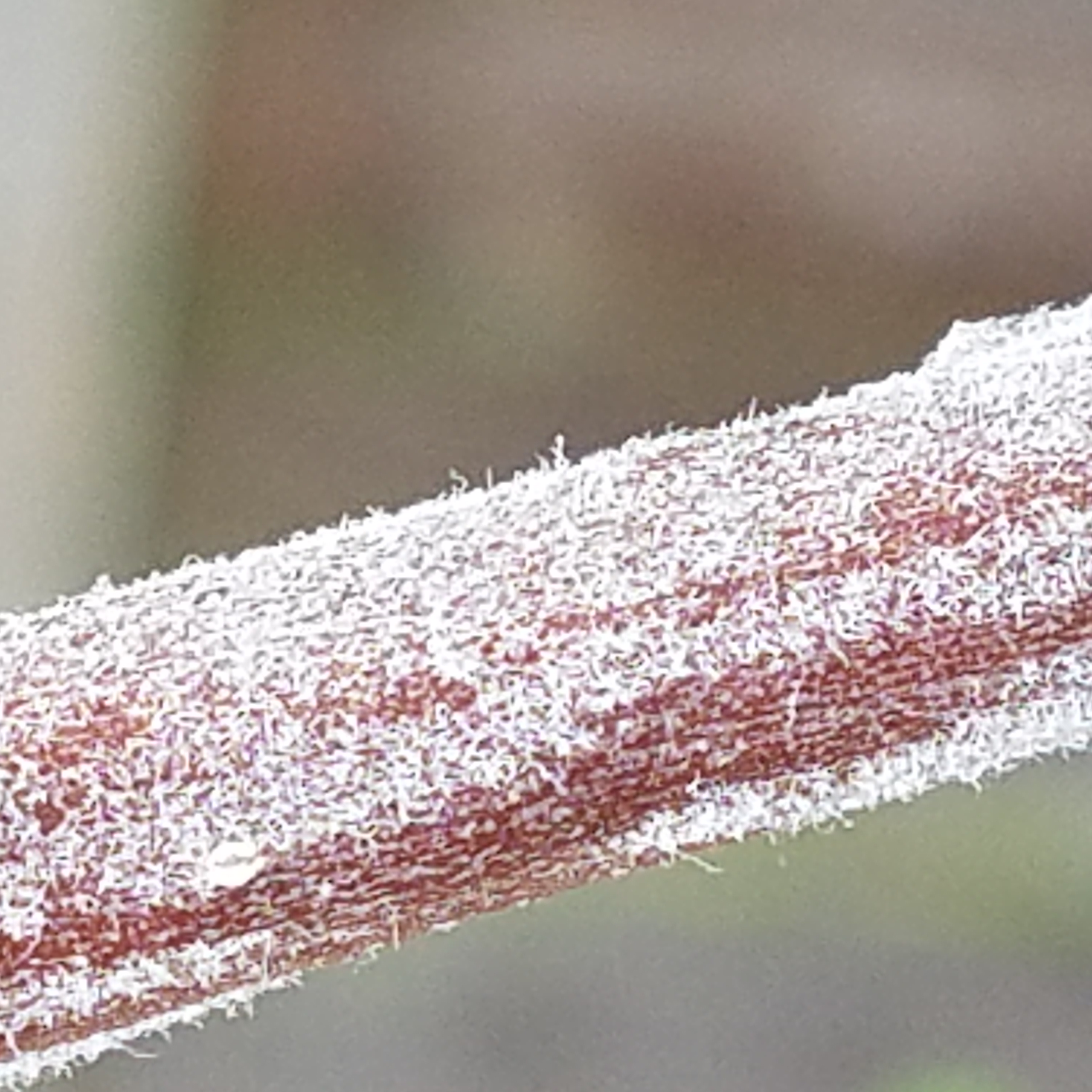 Apple Tree problems! — BBC Gardeners' World Magazine