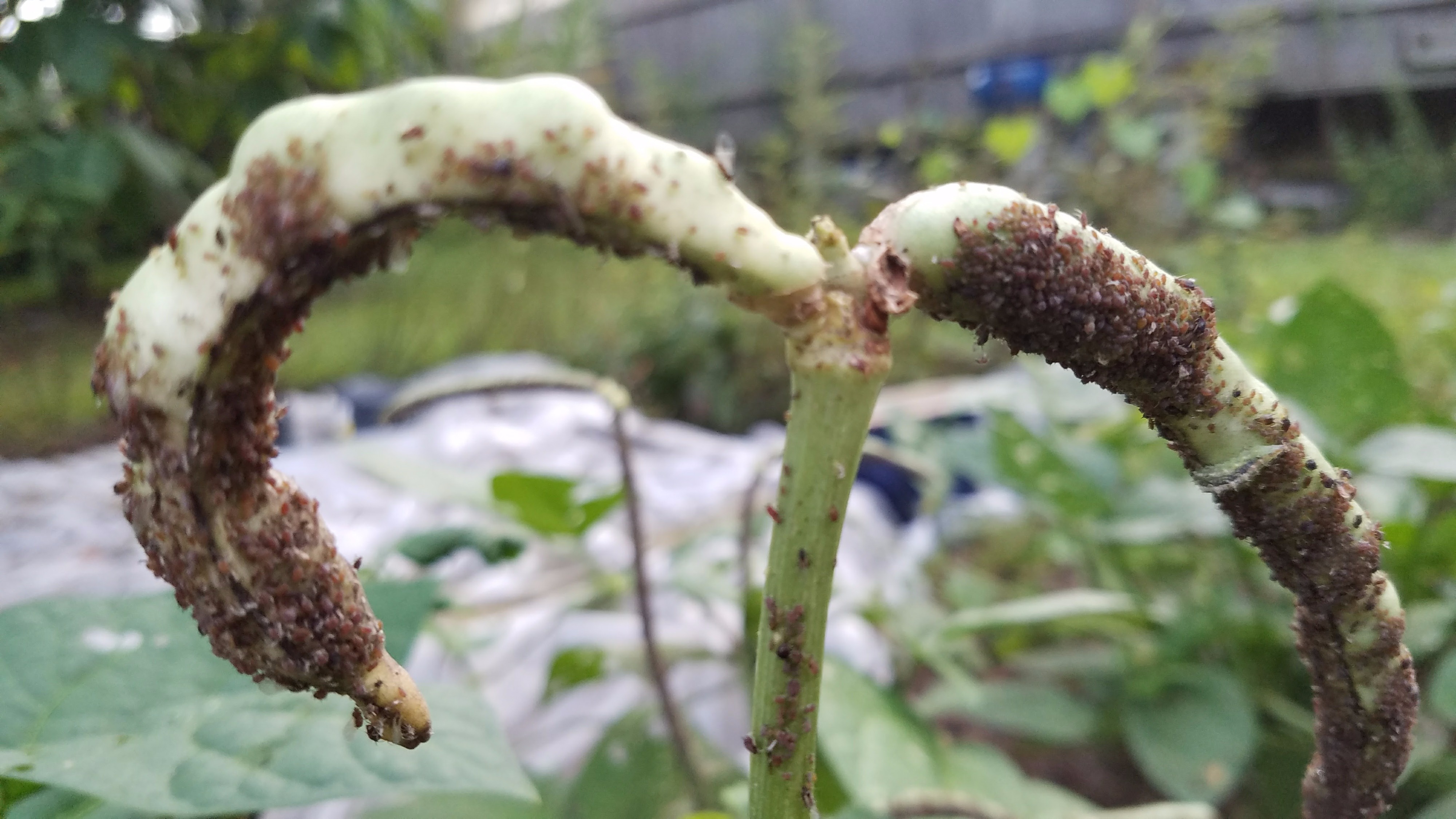 What is this pest on my southern peas? — BBC Gardeners' World Magazine