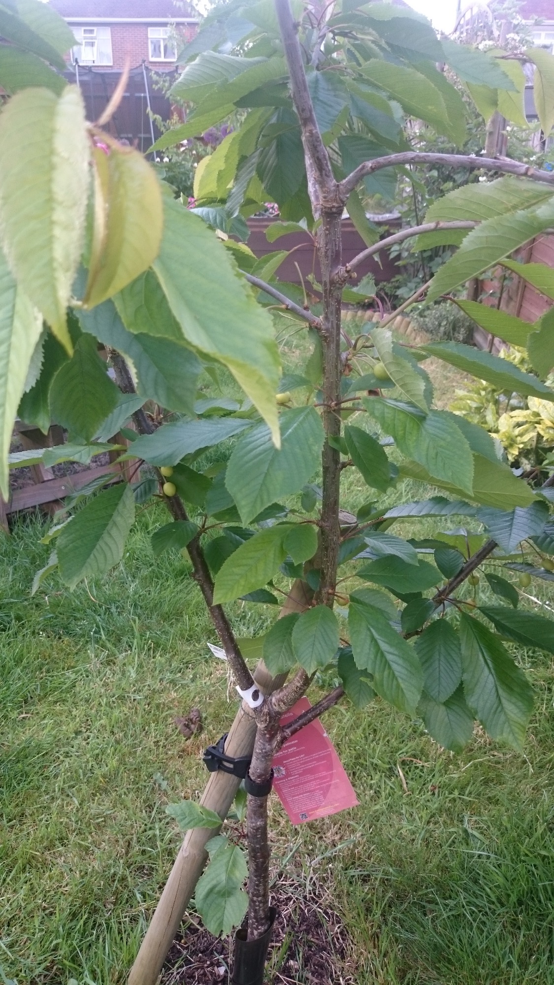 Drooping Cherry tree branches — BBC Gardeners' World Magazine