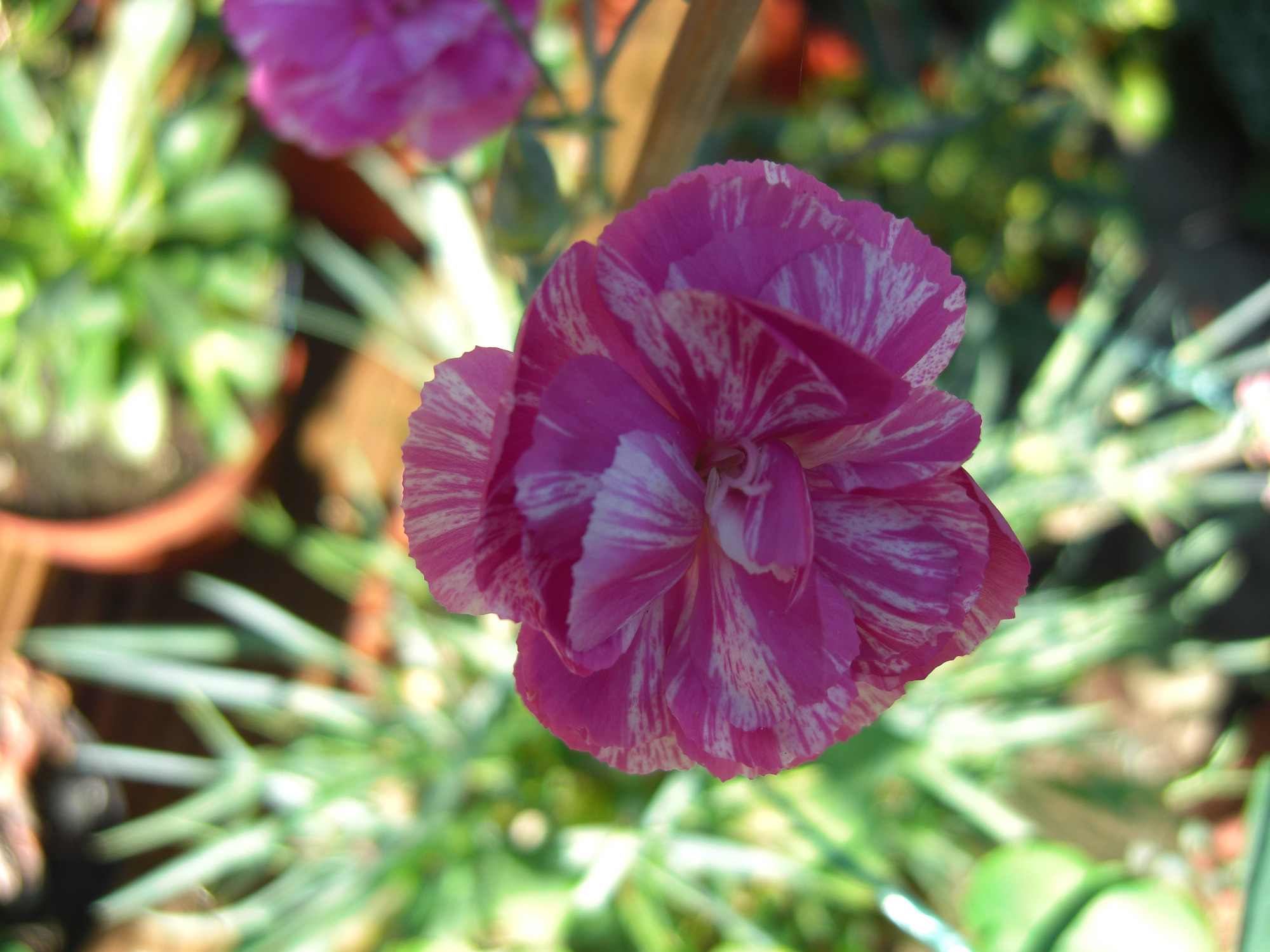 Carnation — BBC Gardeners' World Magazine