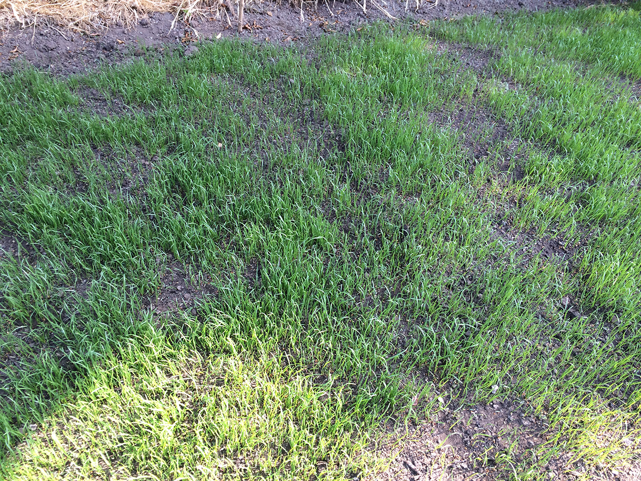grass seed not germinating Page 3 — BBC Gardeners' World Magazine