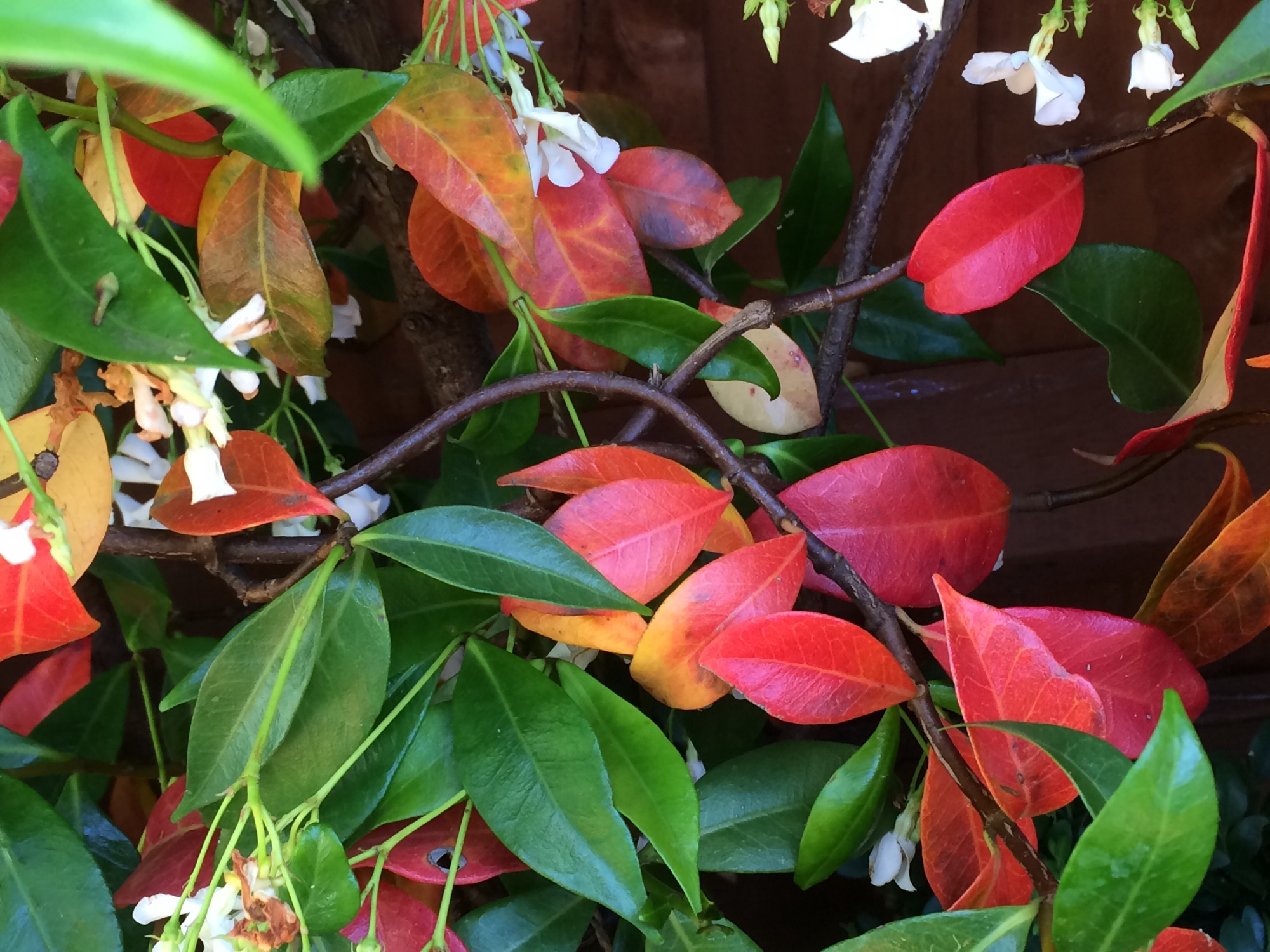 Very red Jasmine — BBC Gardeners' World Magazine