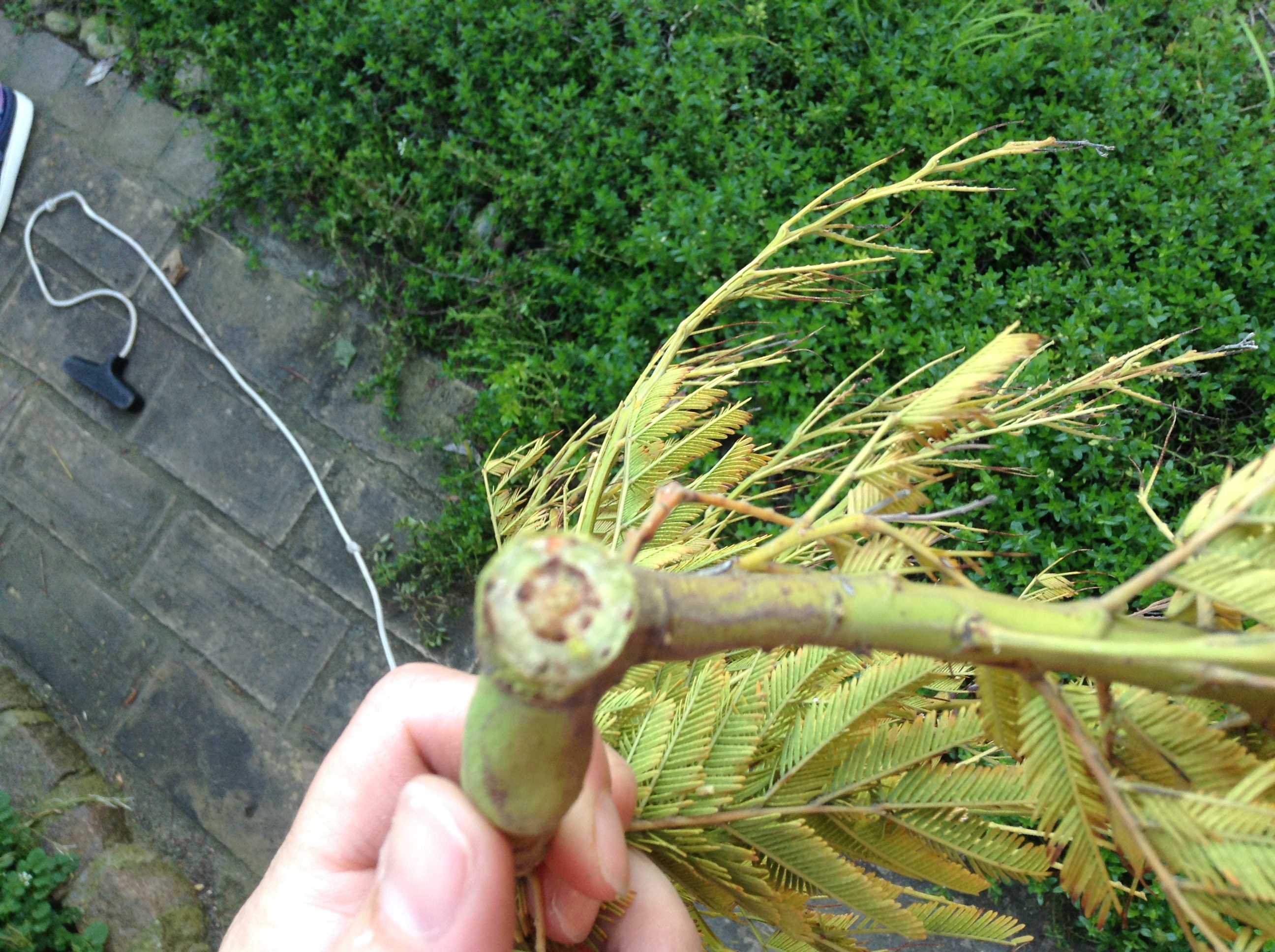 Ill mimosa tree — BBC Gardeners' World Magazine