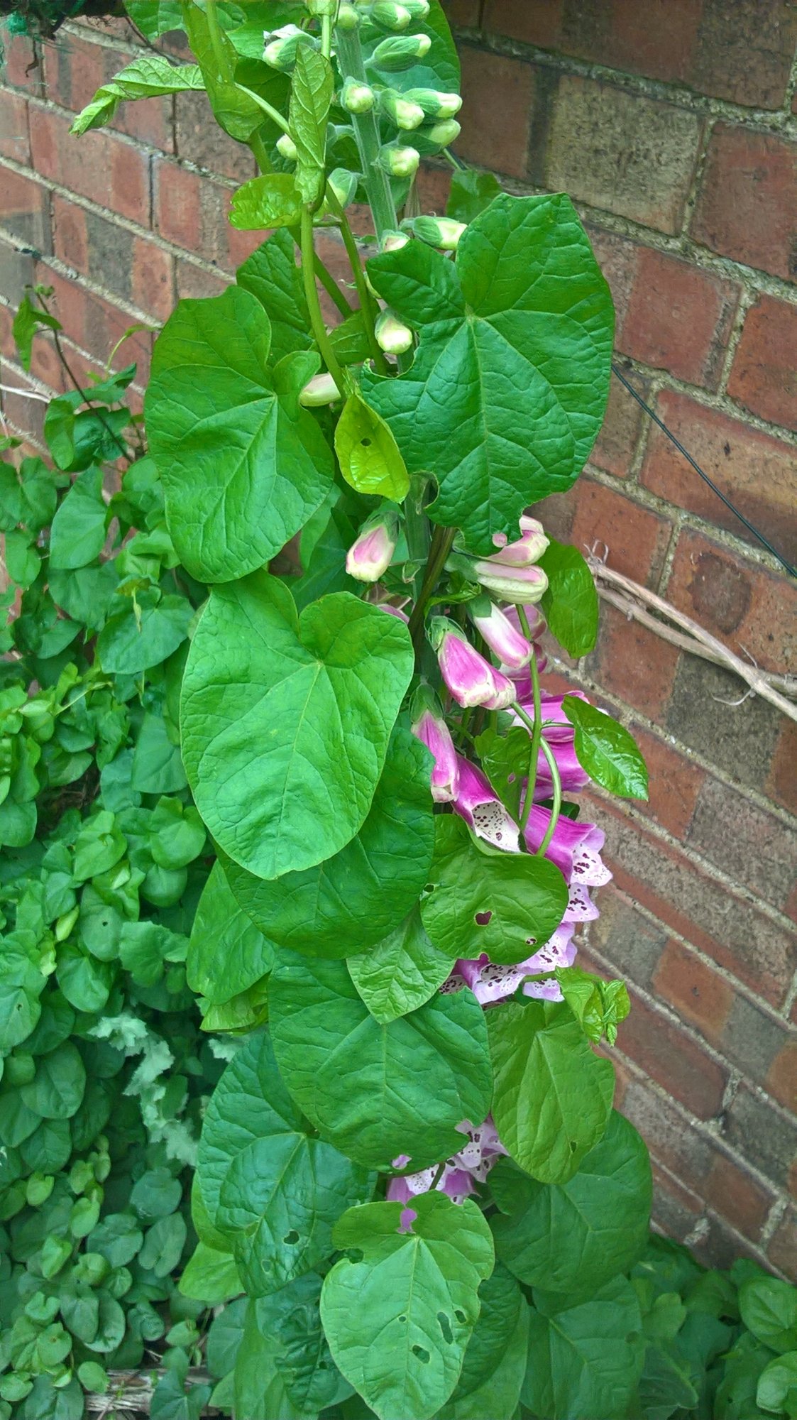 Help, this climbing weed/plant is taking over! — BBC Gardeners' World