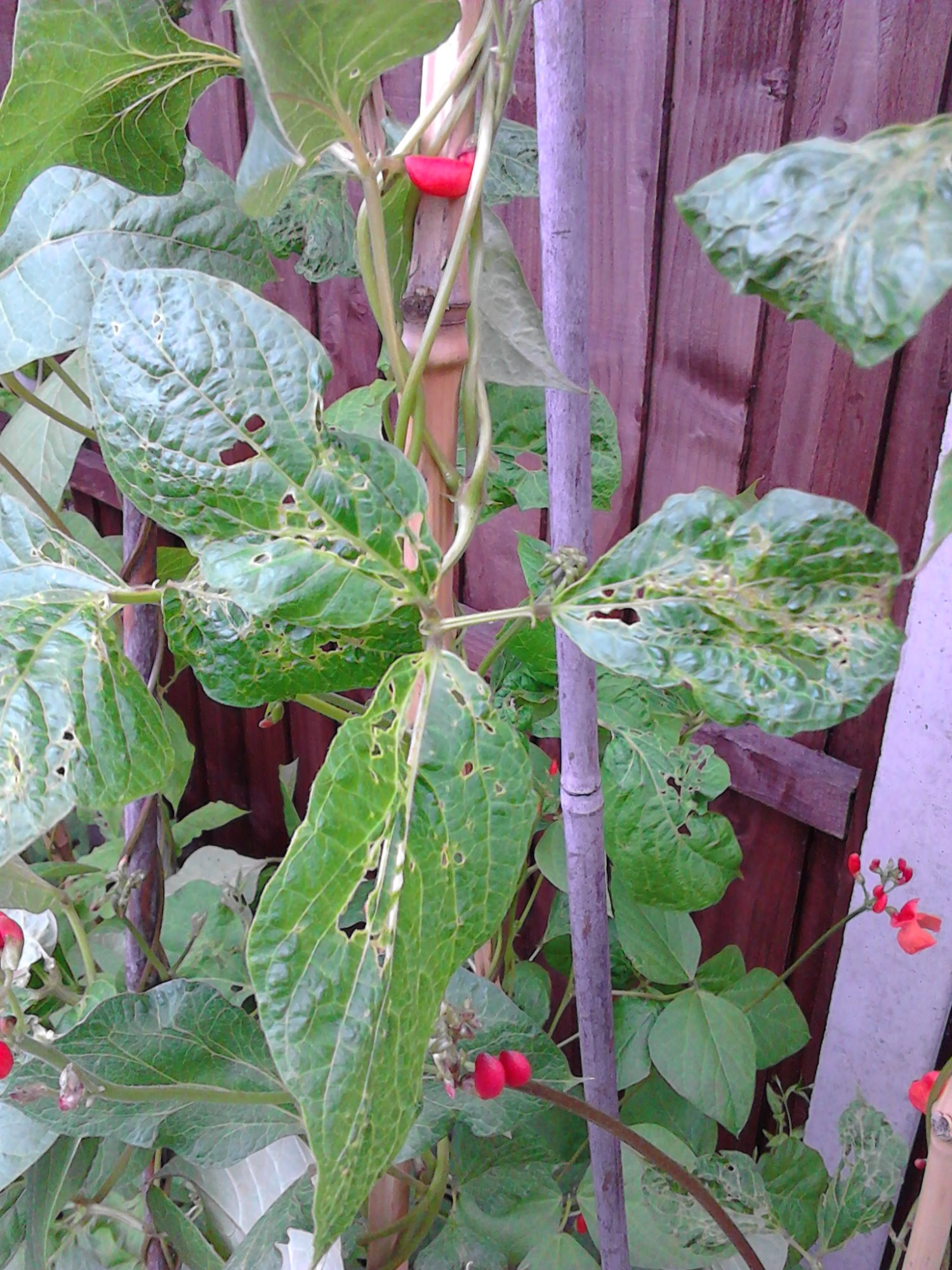 runner beans — BBC Gardeners' World Magazine