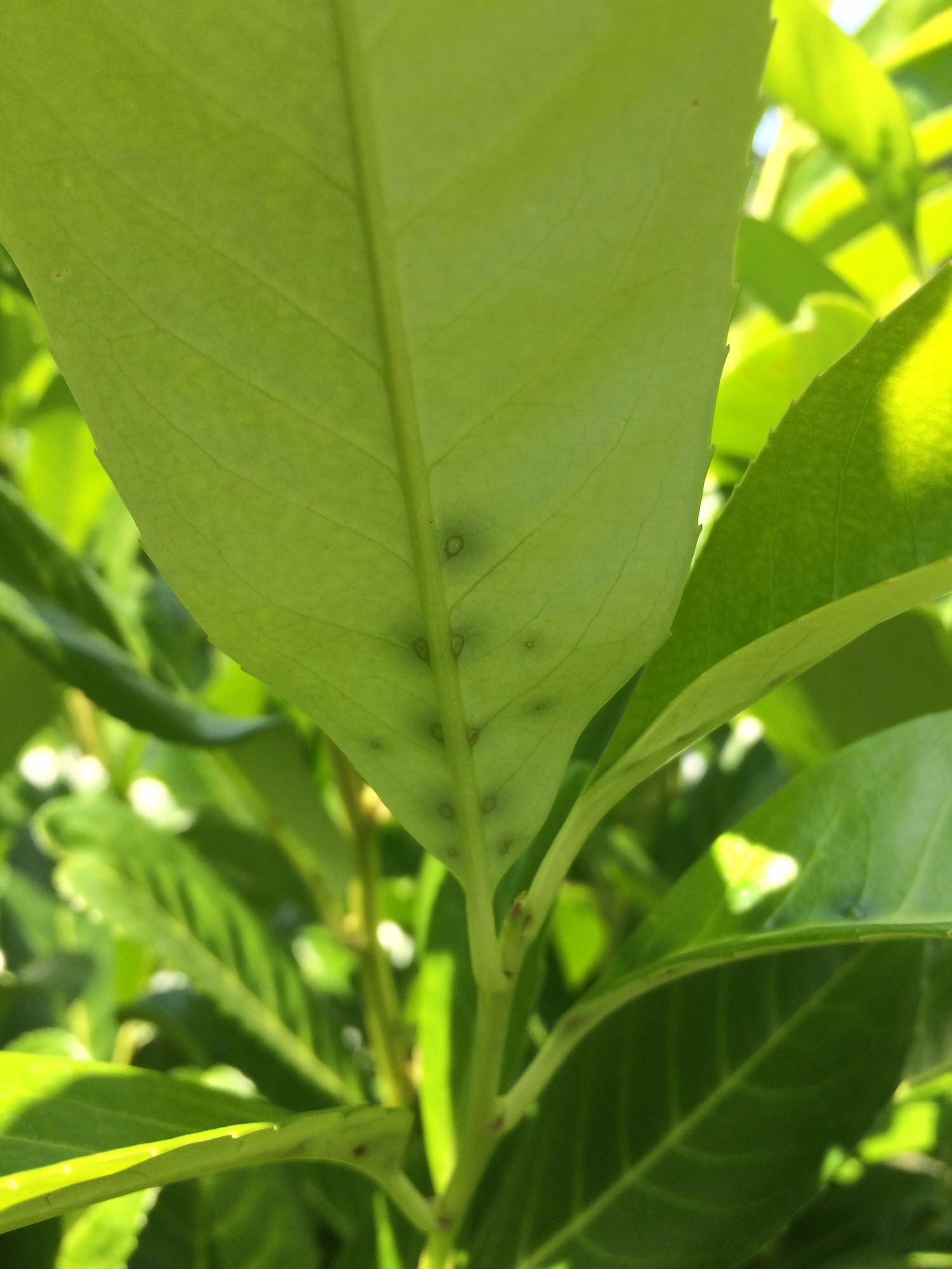 English Laurel Spots — BBC Gardeners' World Magazine