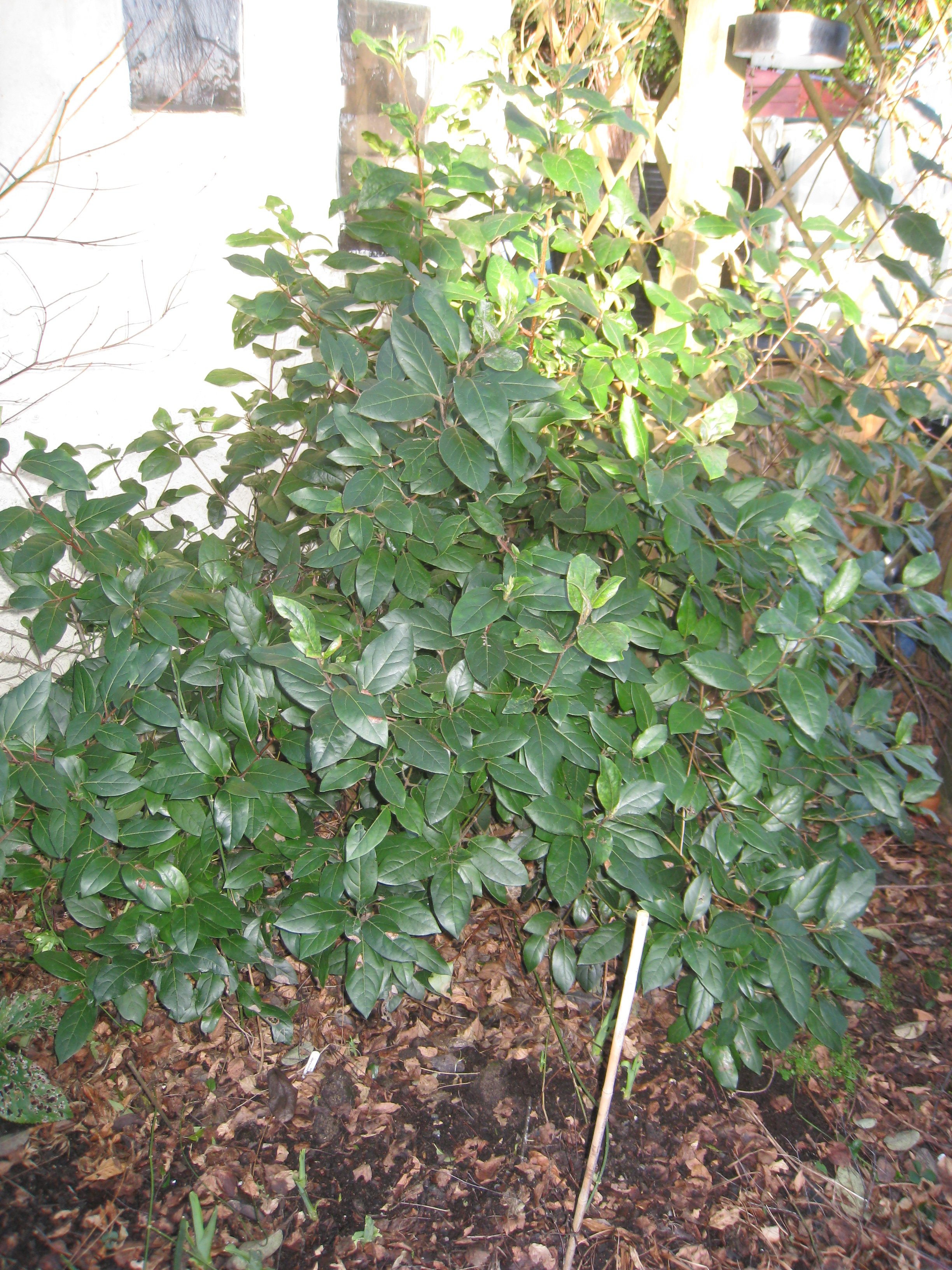 still no flowers on my Viburnum — BBC Gardeners' World Magazine