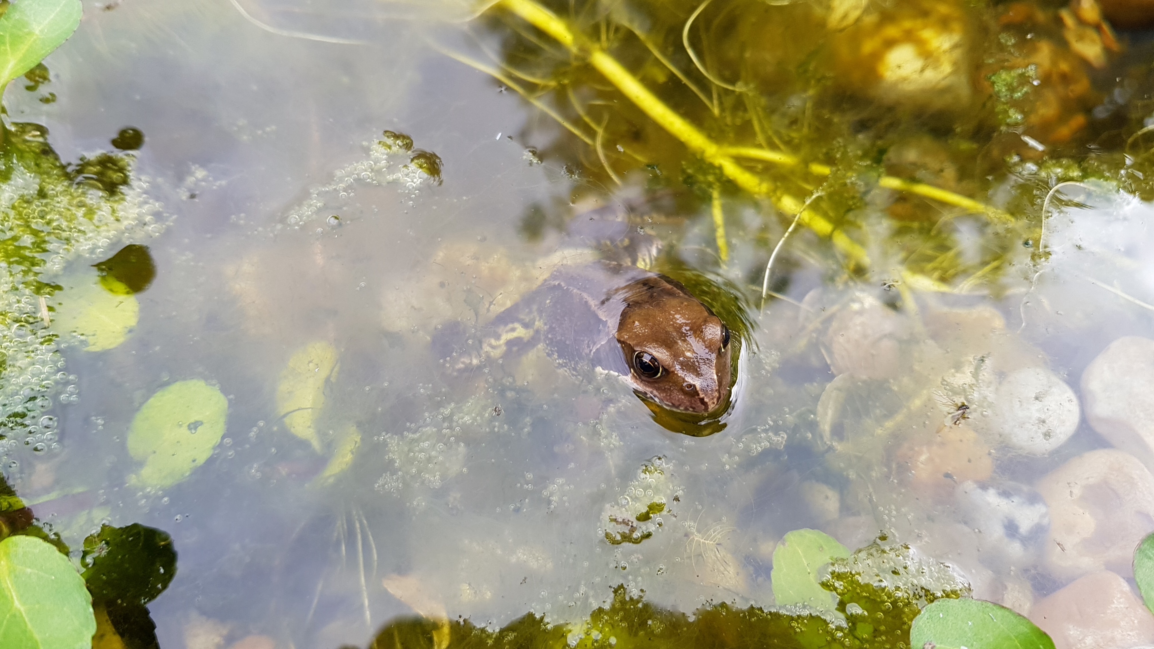 First frog in wildlife pond — BBC Gardeners' World Magazine