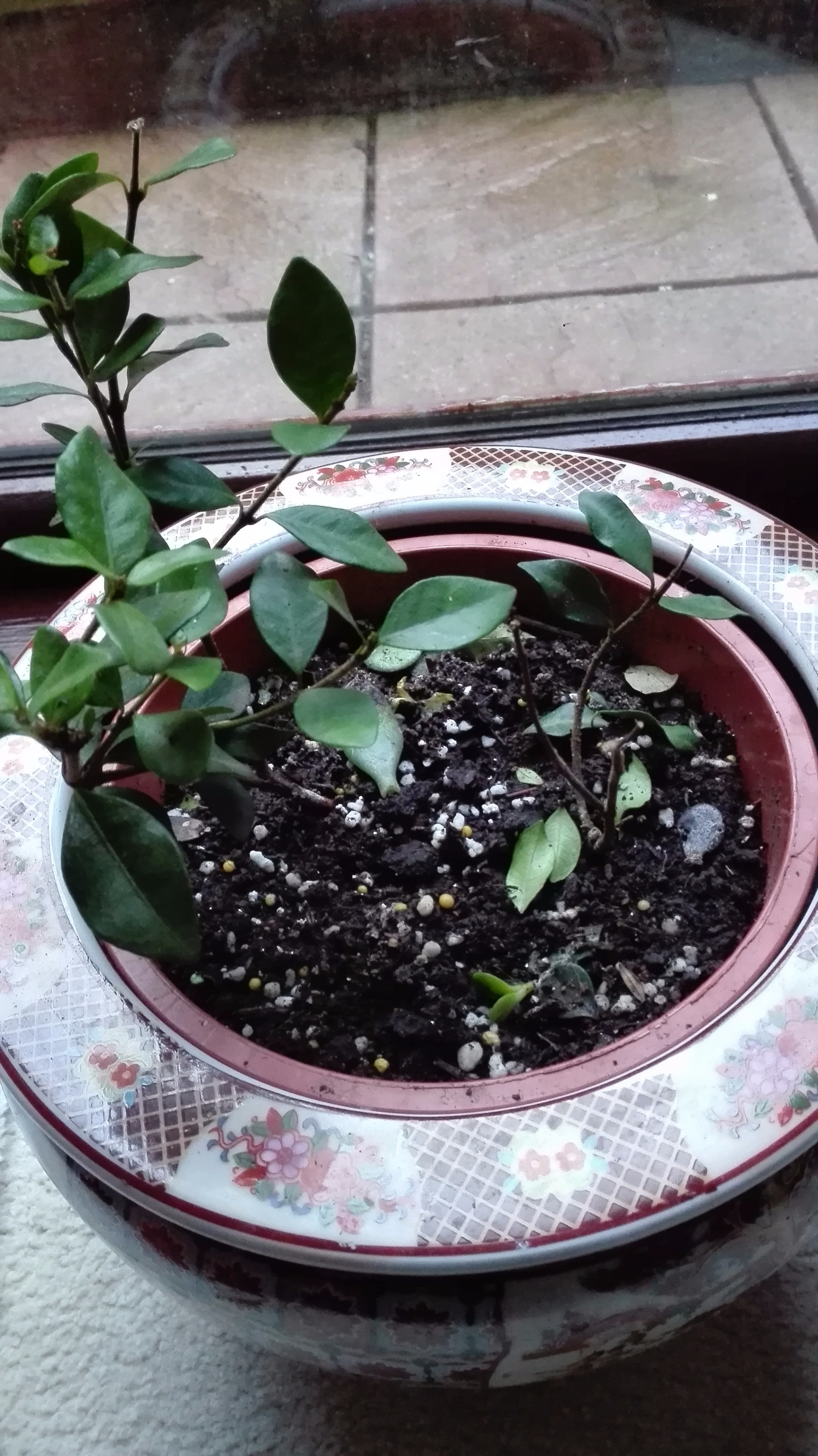Star Jasmine dying? — BBC Gardeners' World Magazine