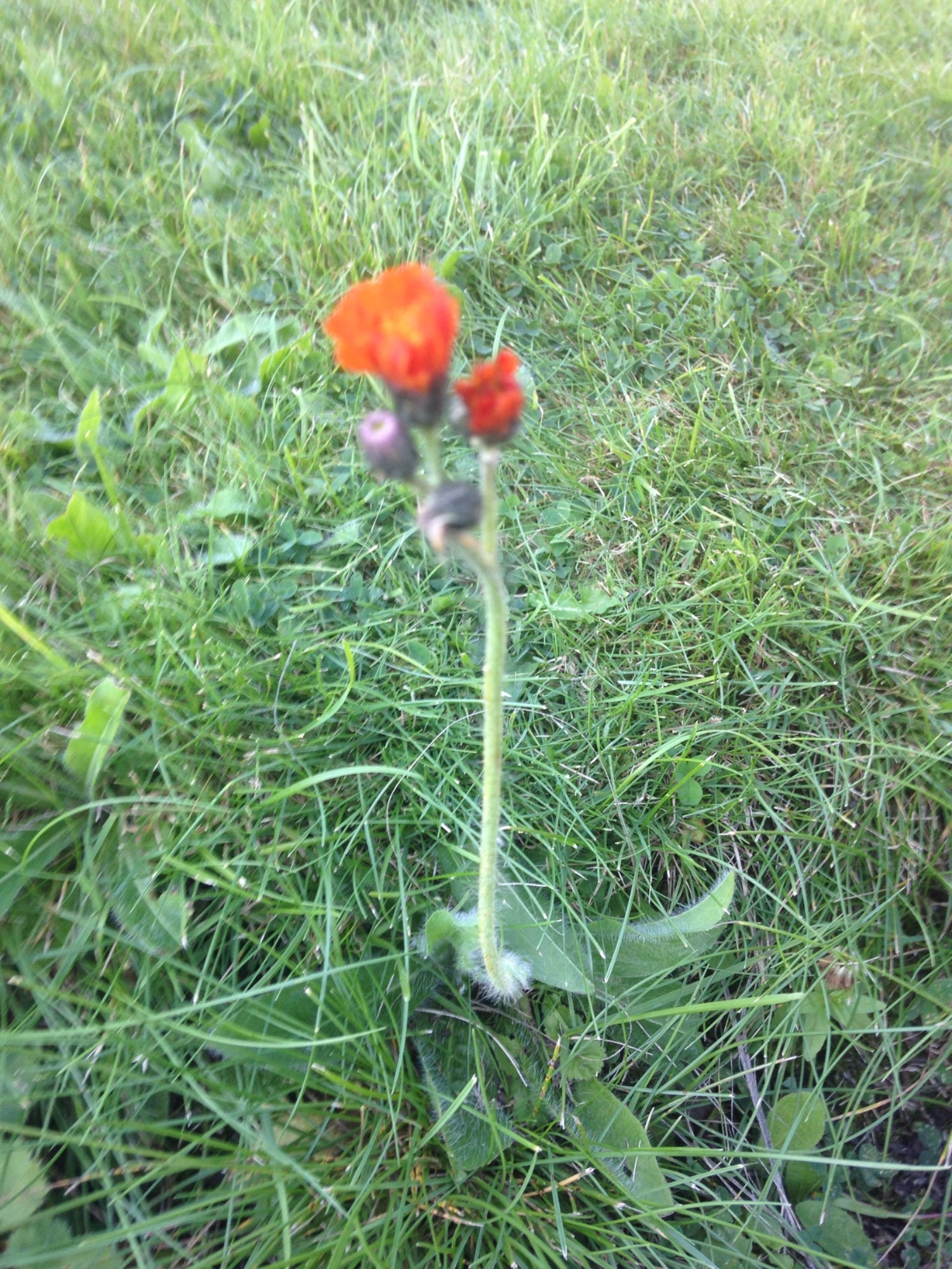 Mystery weed — BBC Gardeners' World Magazine