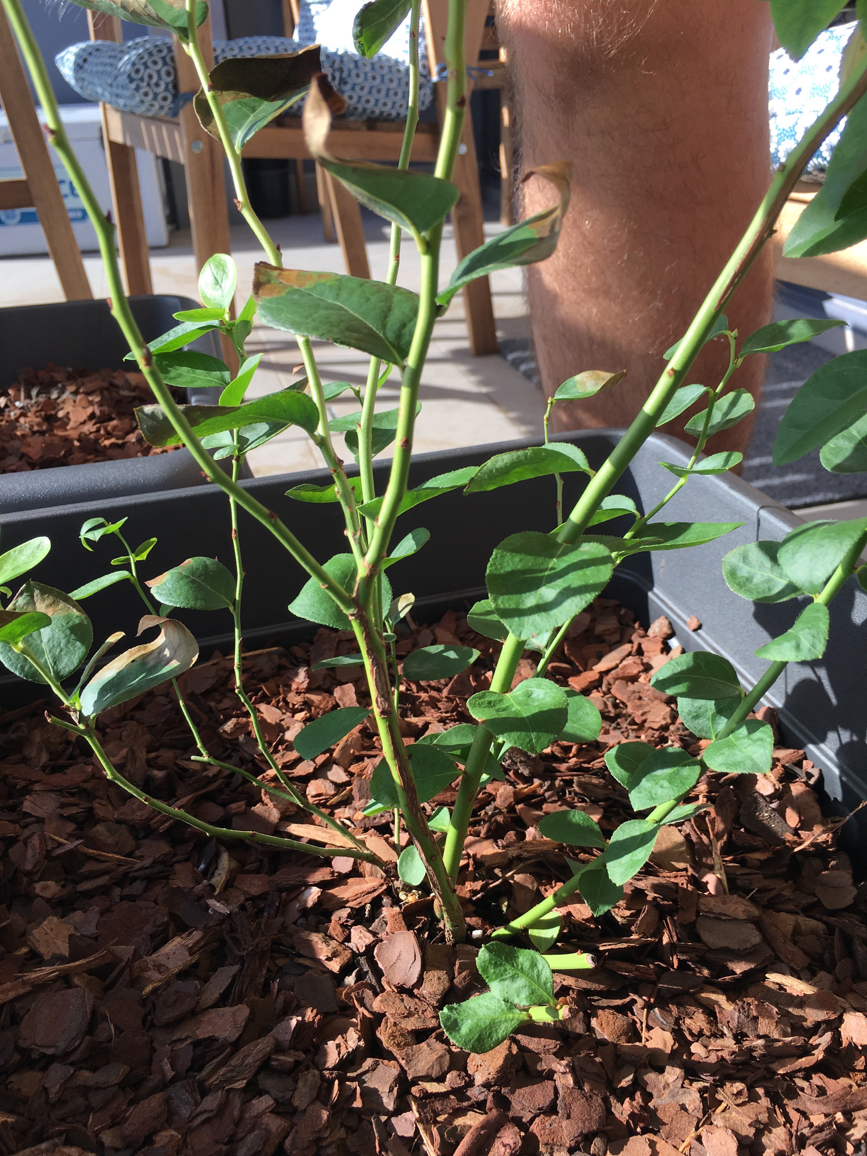 Blueberry leaves going brown — BBC Gardeners' World Magazine