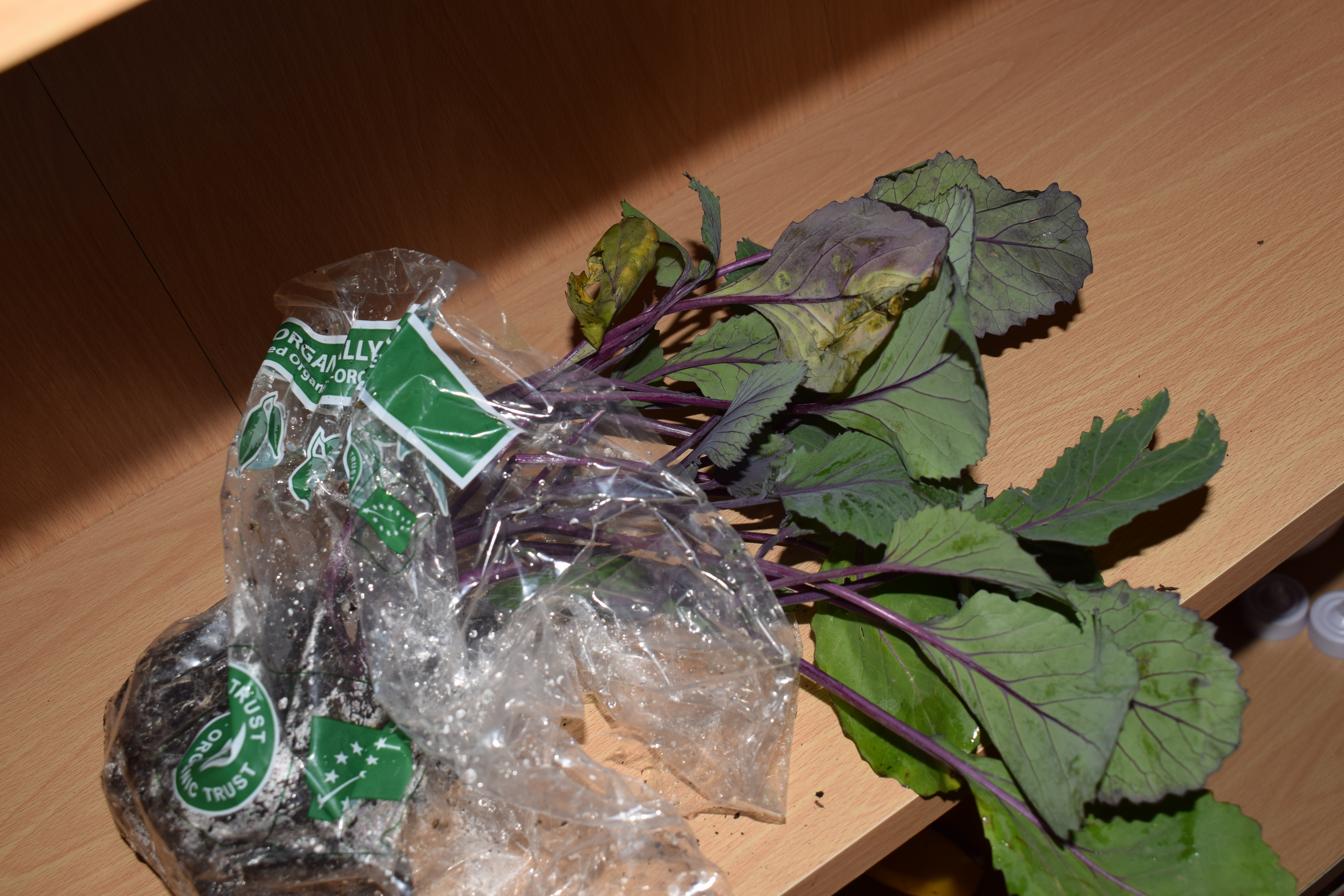 Our School Vegetables: What Are They? — BBC Gardeners' World Magazine