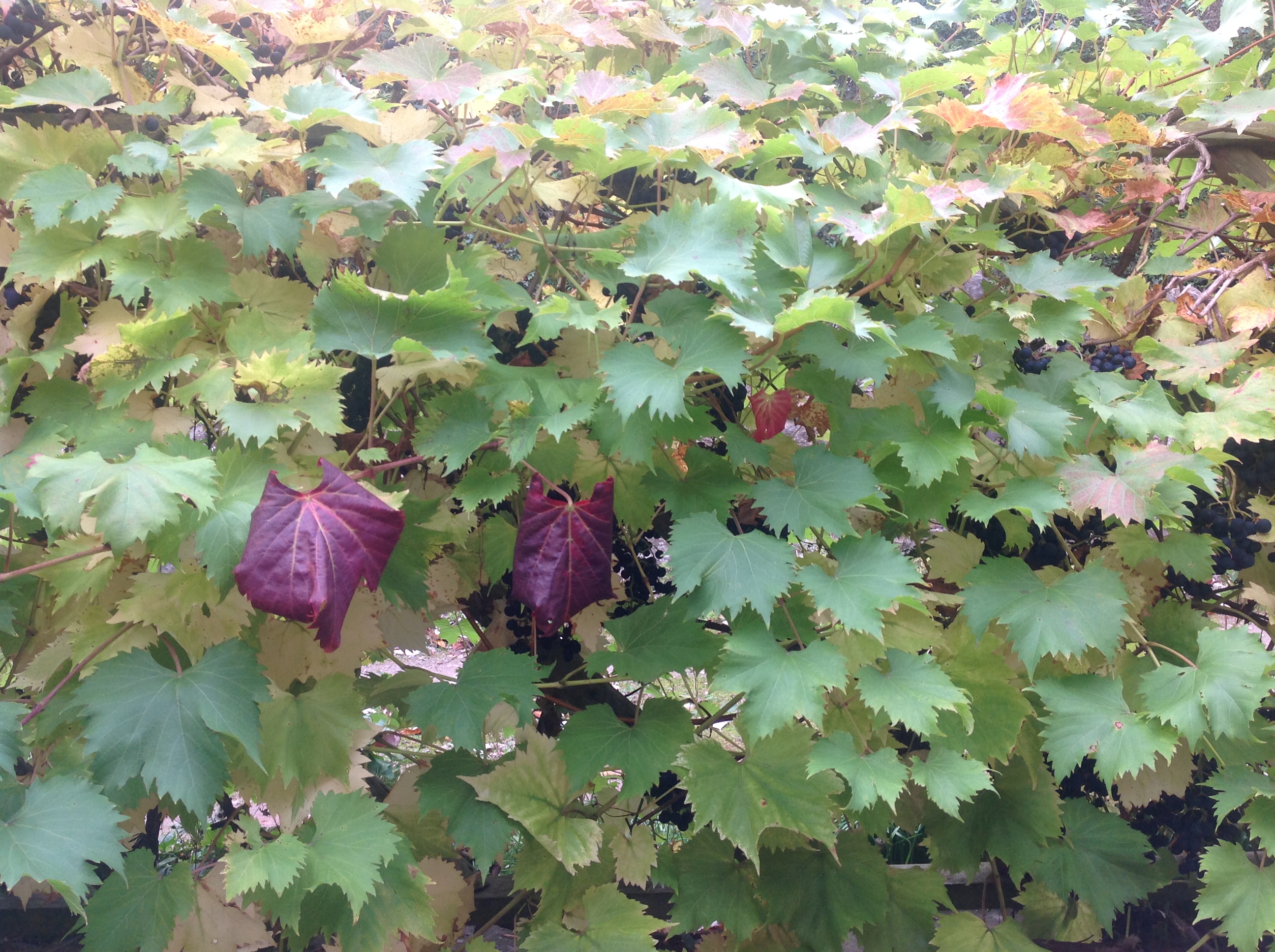 Grape vine identification — BBC Gardeners' World Magazine