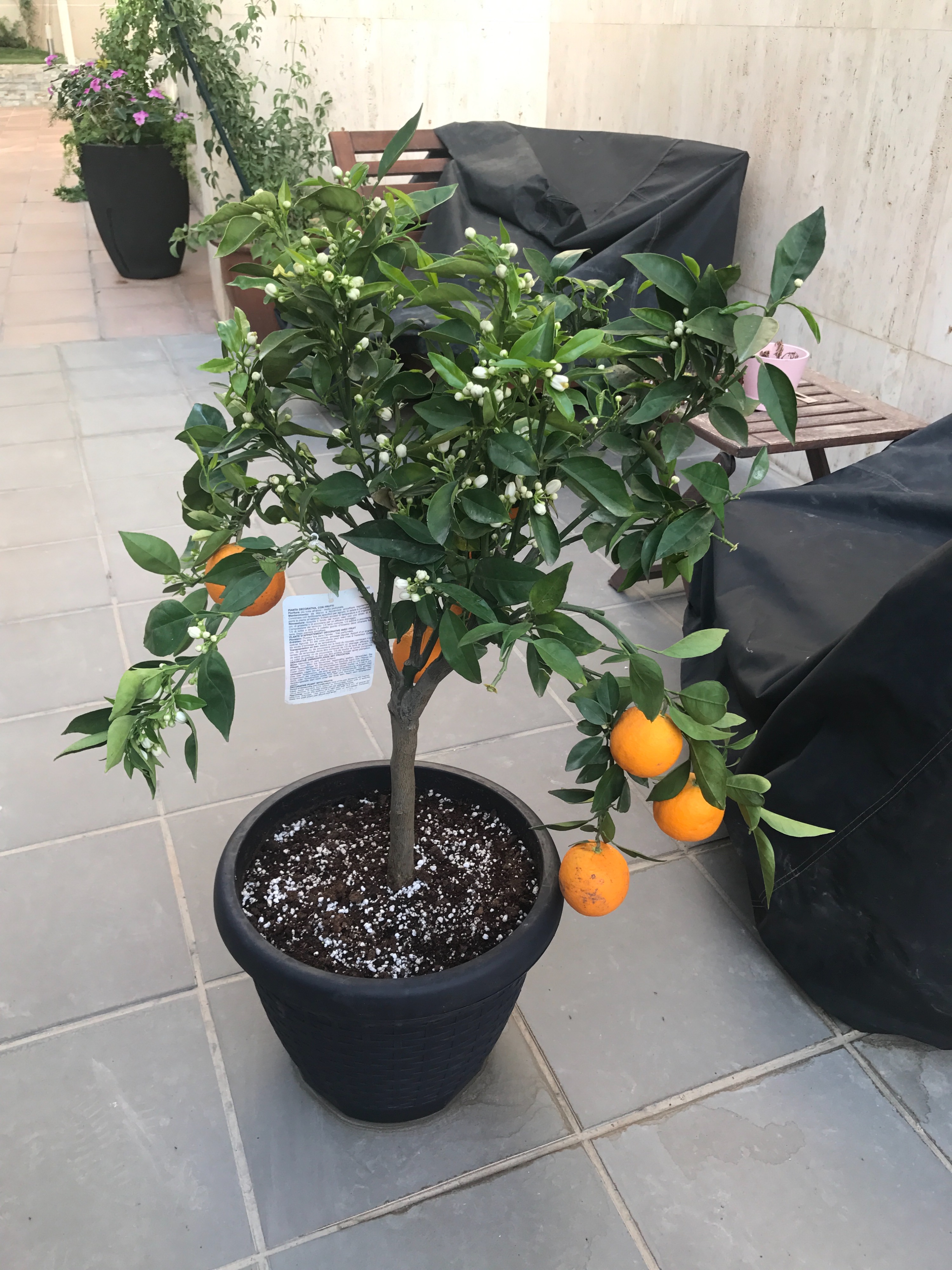 Citrus and bees — BBC Gardeners' World Magazine