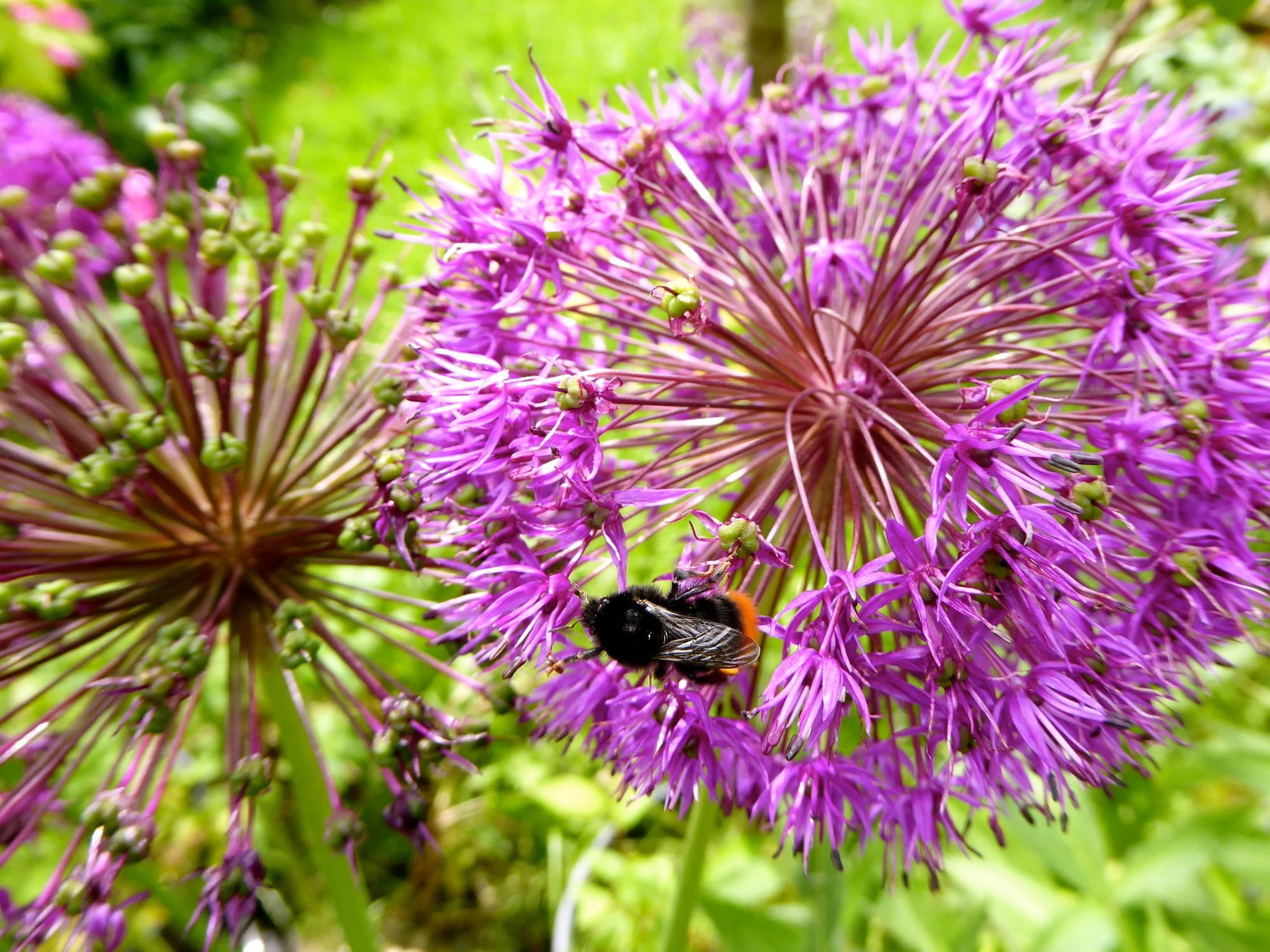 Bee & Butterfly Friendly Plants Page 3 — BBC Gardeners' World Magazine