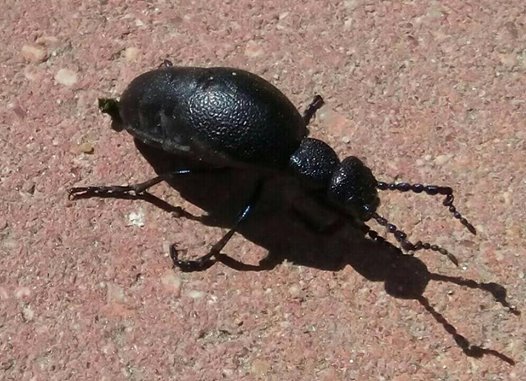 Mine bug. Mine bug