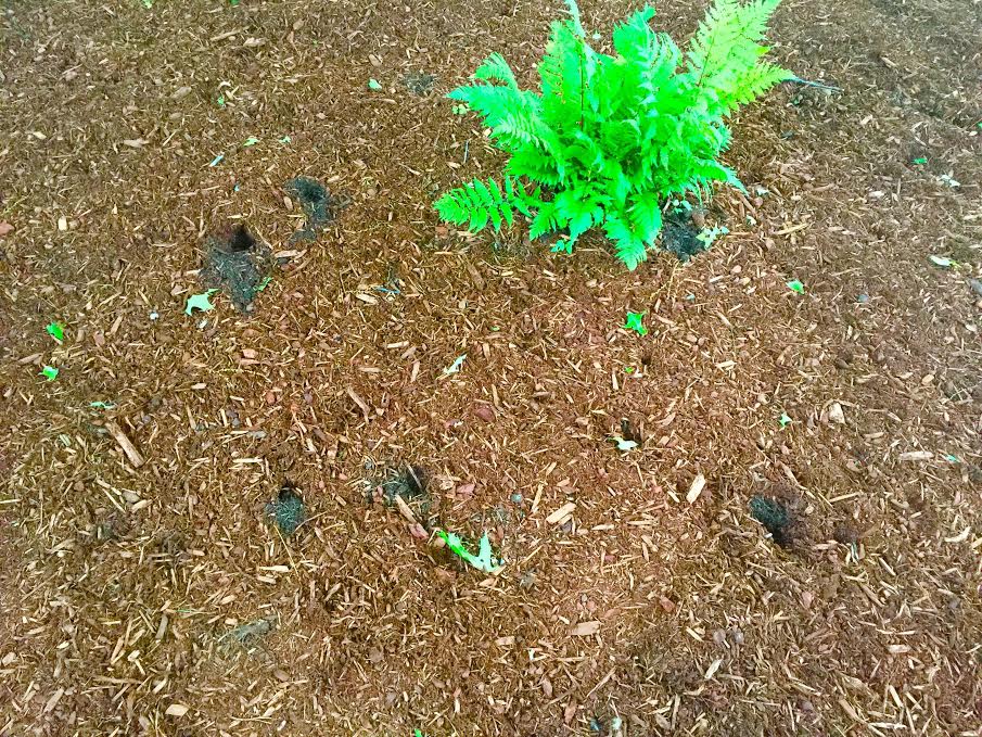 Random holes in flower garden — BBC Gardeners' World Magazine