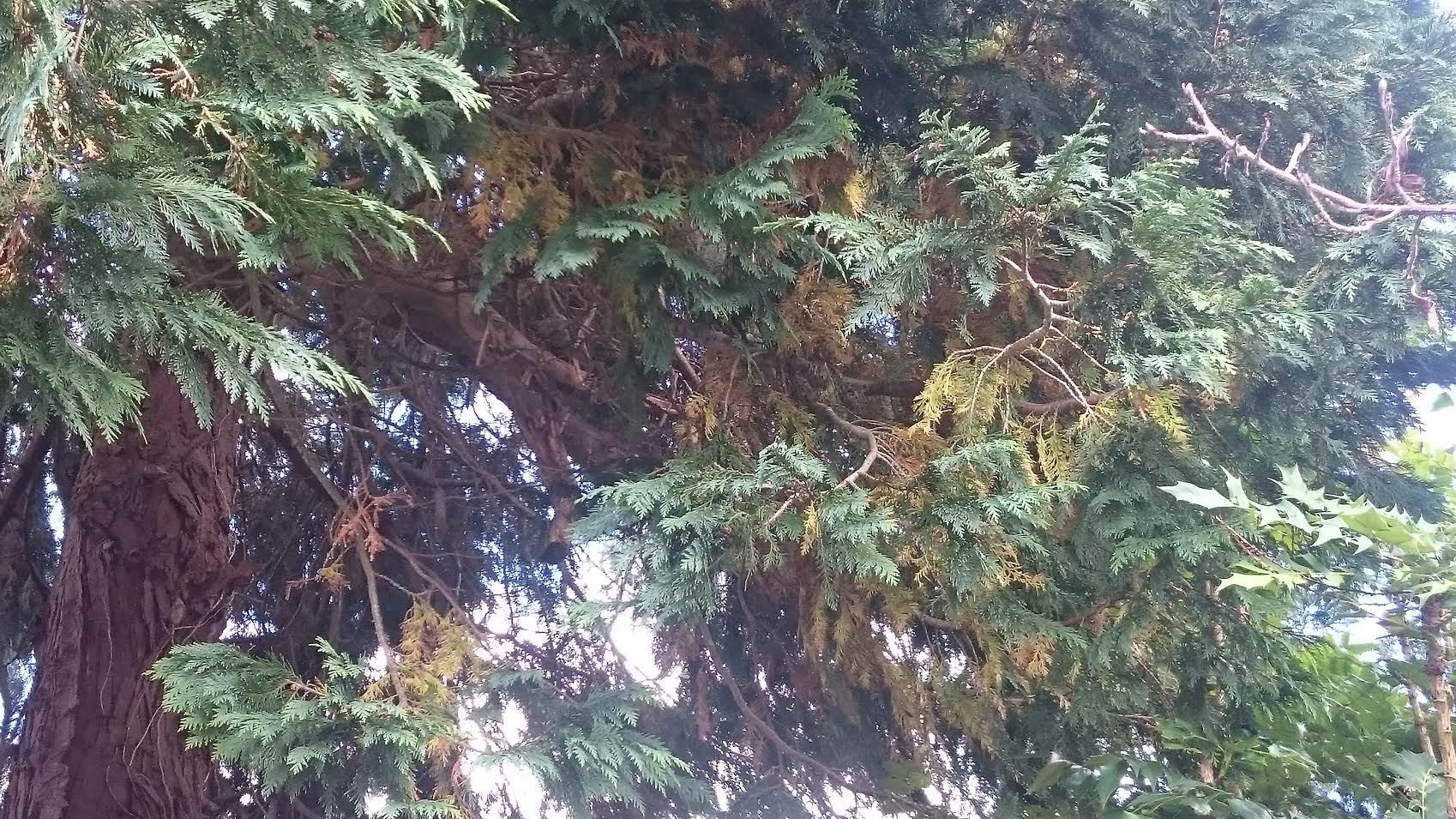Evergreen Turning Brown and Yellow — Forum