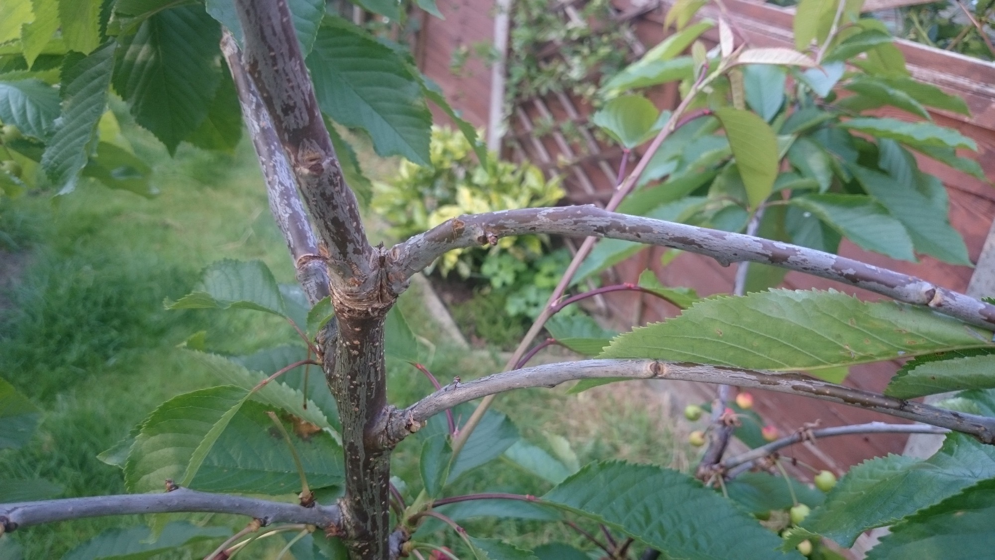 Drooping Cherry tree branches — BBC Gardeners' World Magazine