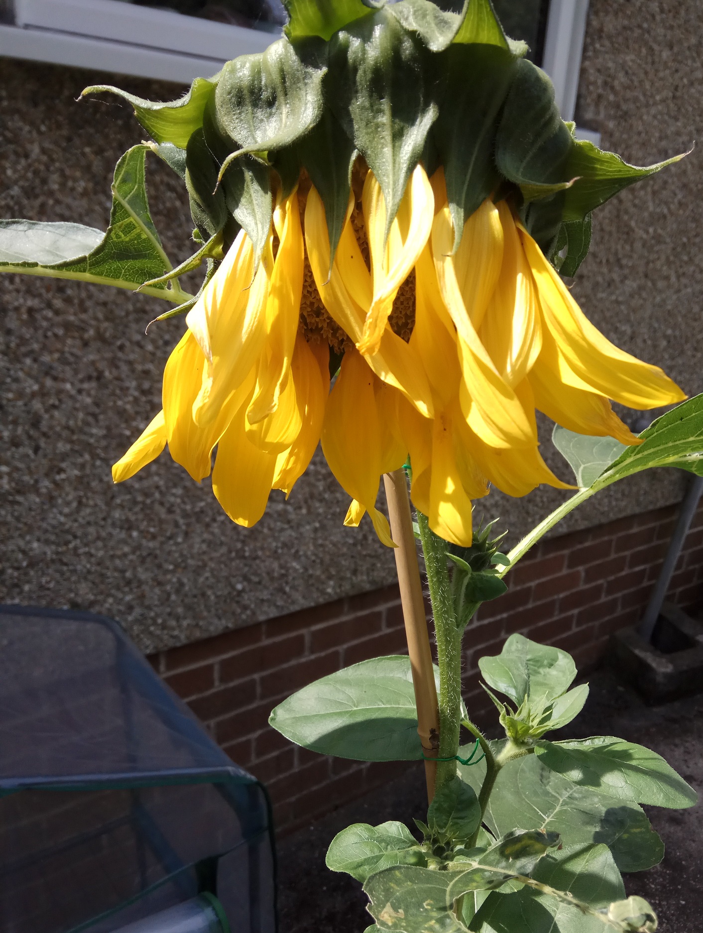 Sunflowers wilting — BBC Gardeners' World Magazine