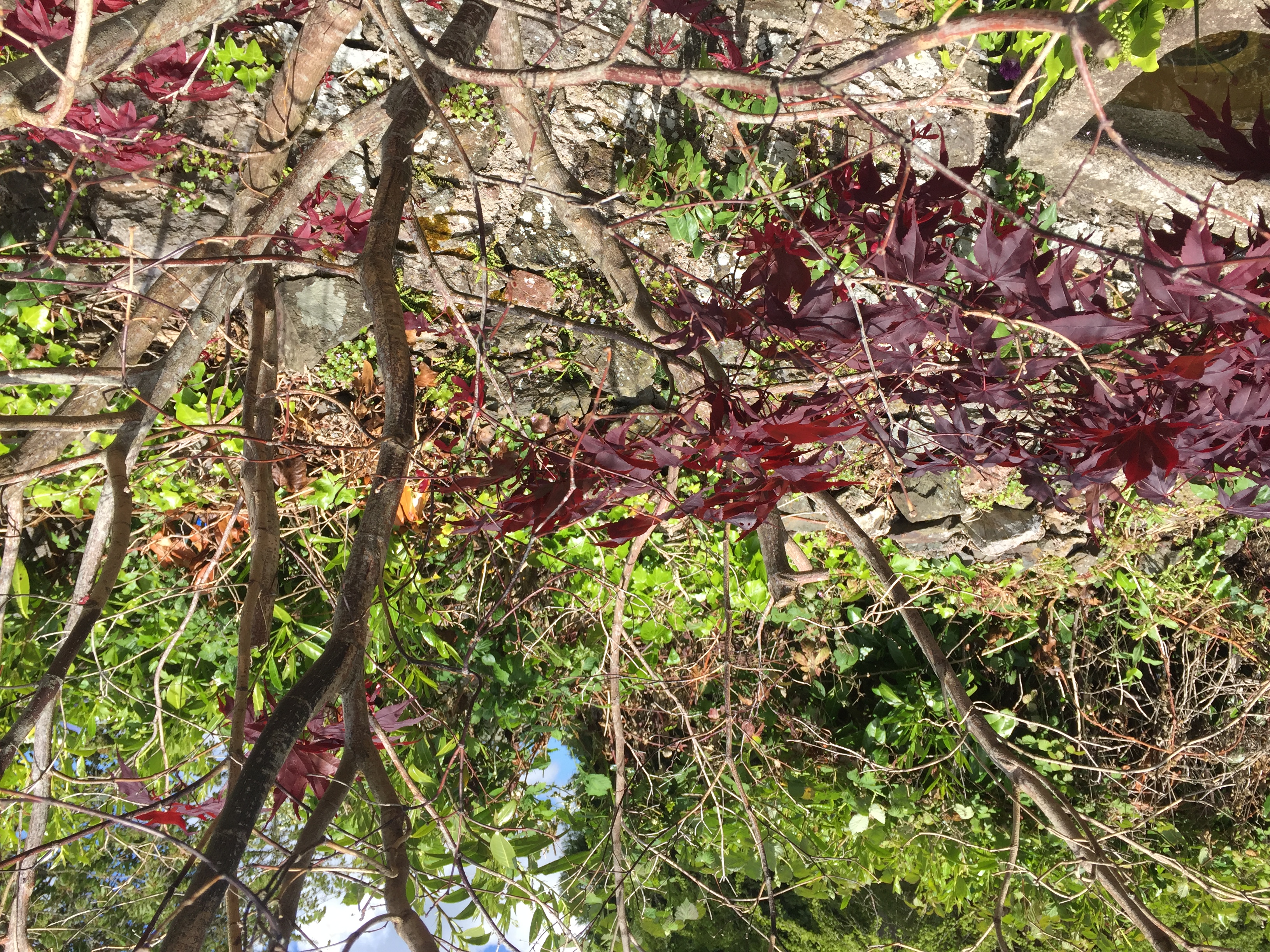 Established acer dying — BBC Gardeners' World Magazine