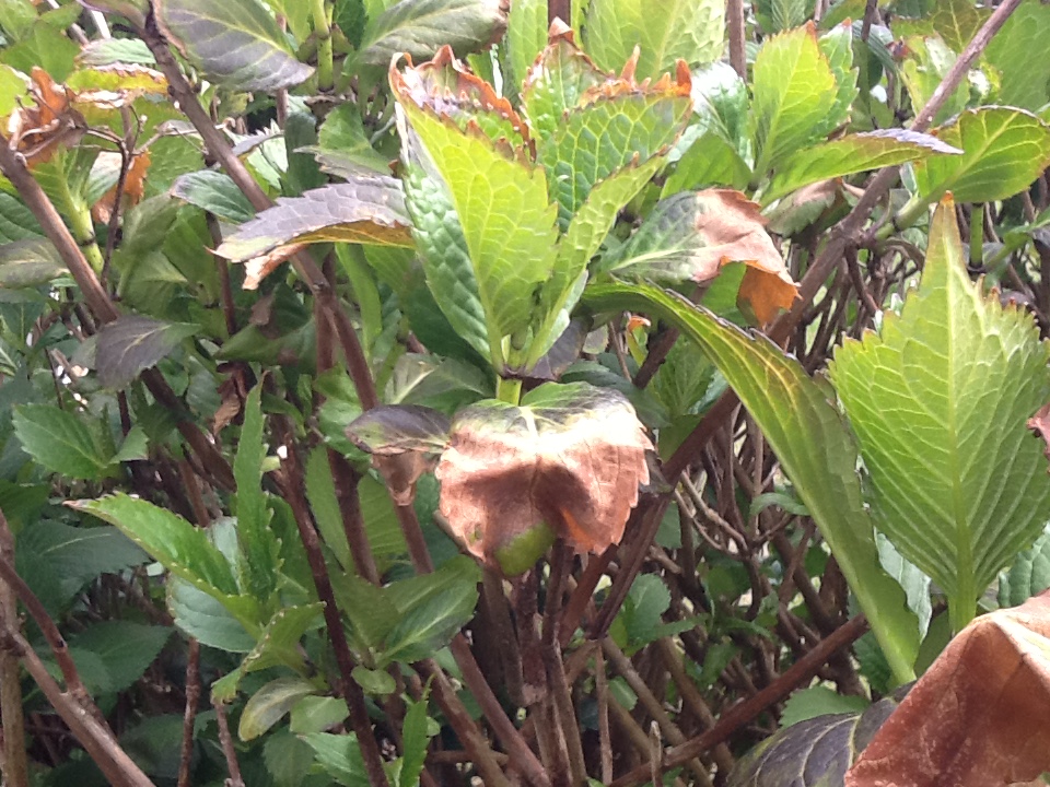 Dying Hydrangea — BBC Gardeners' World Magazine
