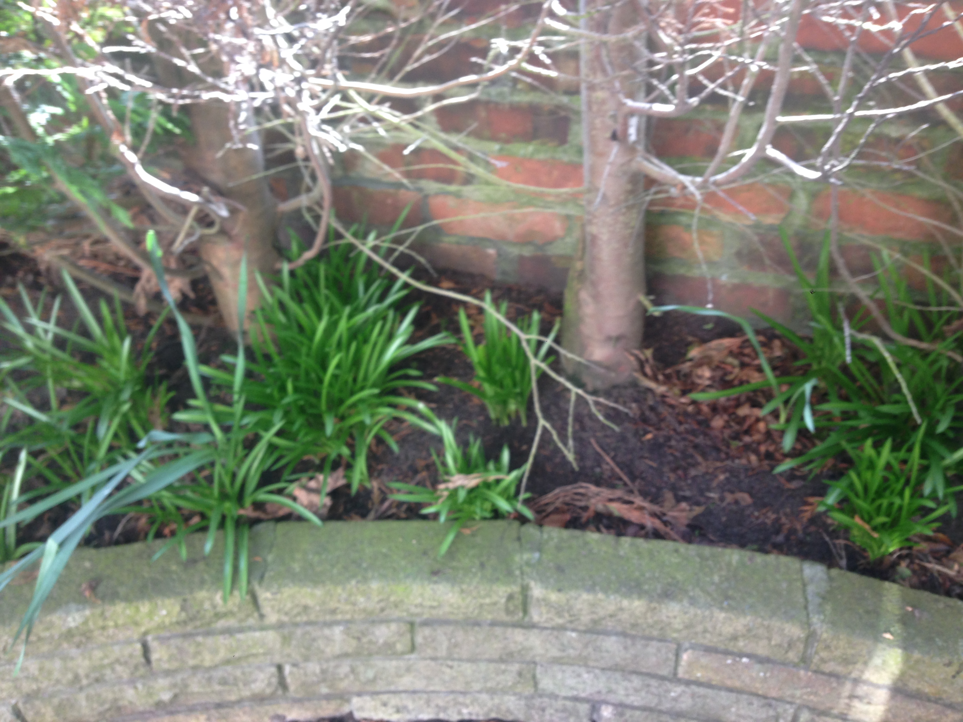 Best bushes that would grow under and beside Conifers — BBC Gardeners