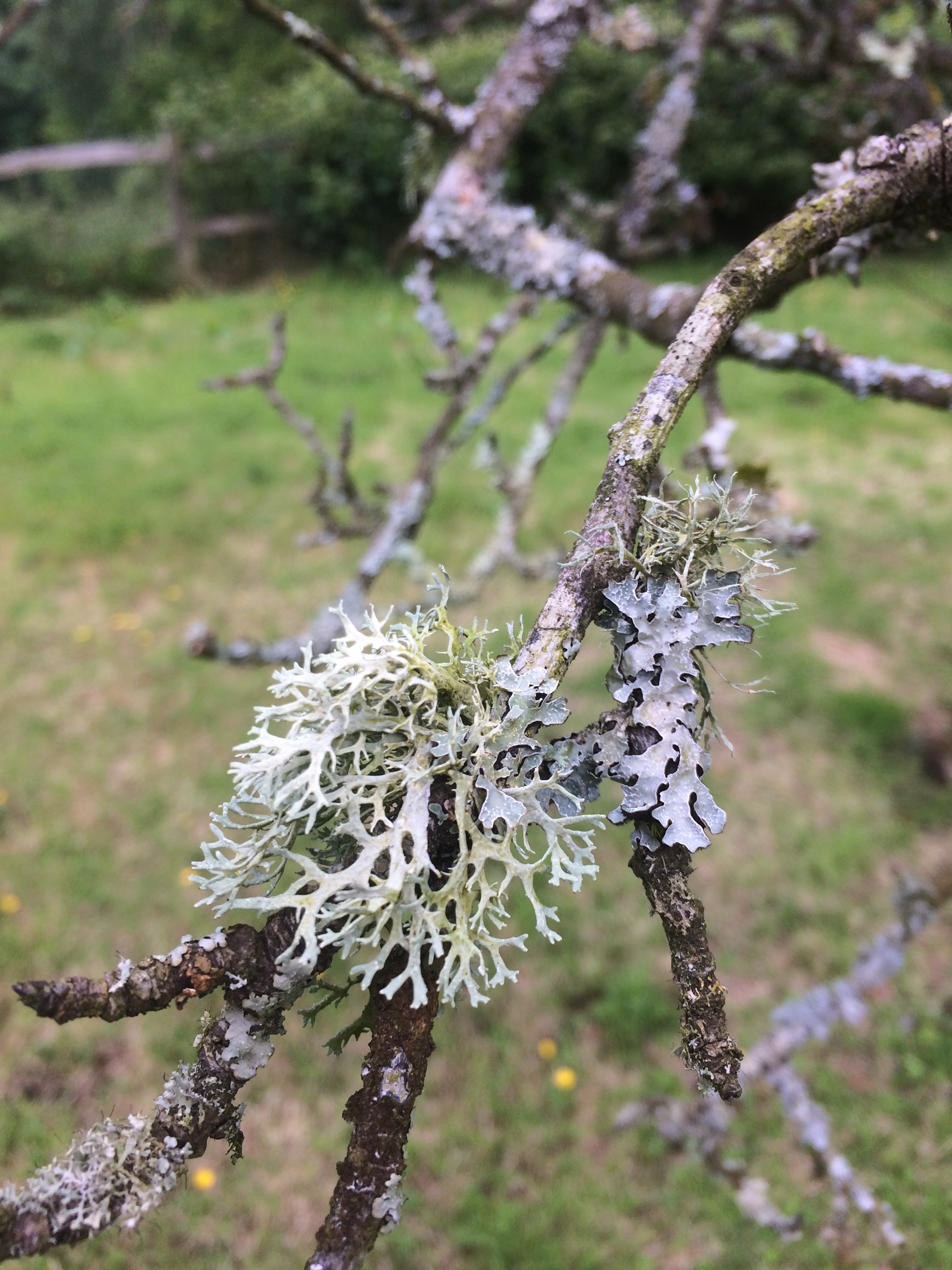 Liquen en árboles frutales