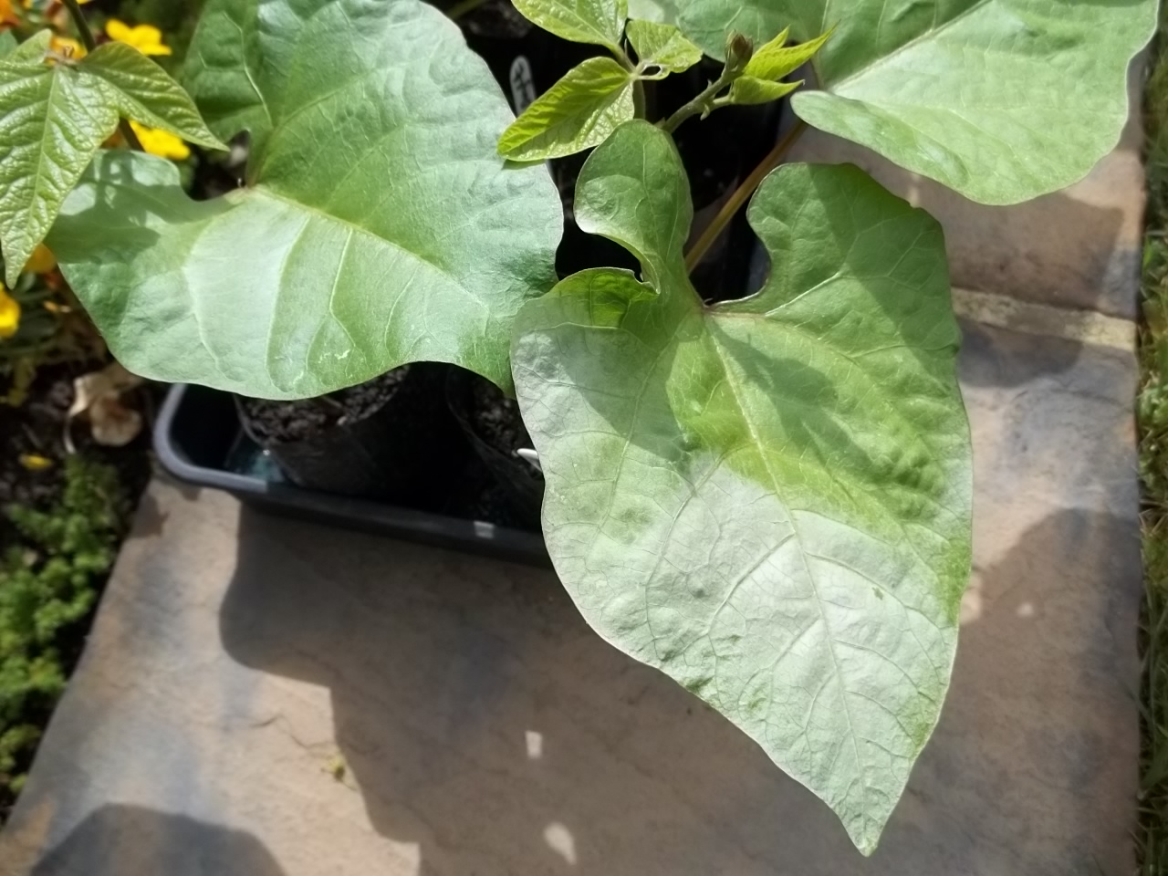 Bean Leaf Katipunan at Mario Dinwiddie blog