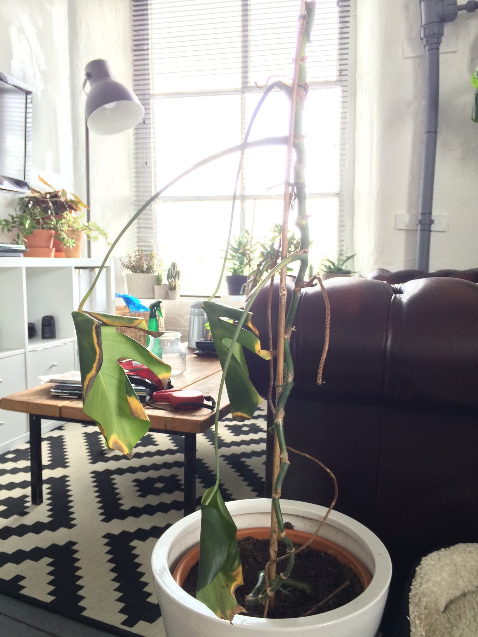 Old Swiss Cheese plant dying! Please help! — BBC Gardeners' World Magazine