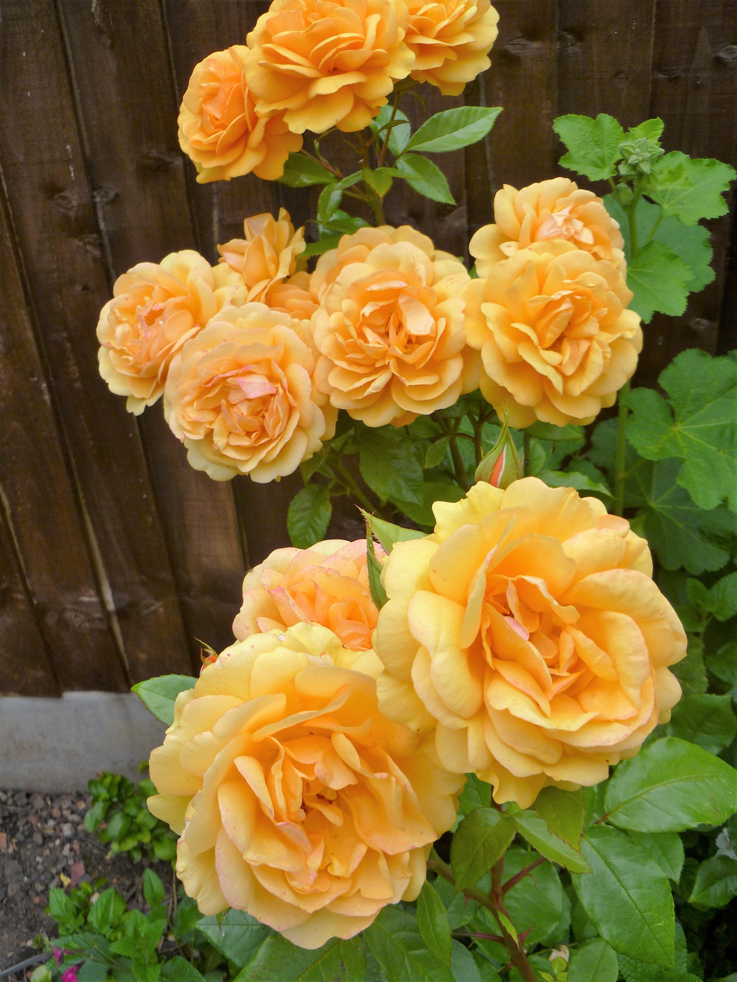 Rose Forum Houzz - g3flq5x