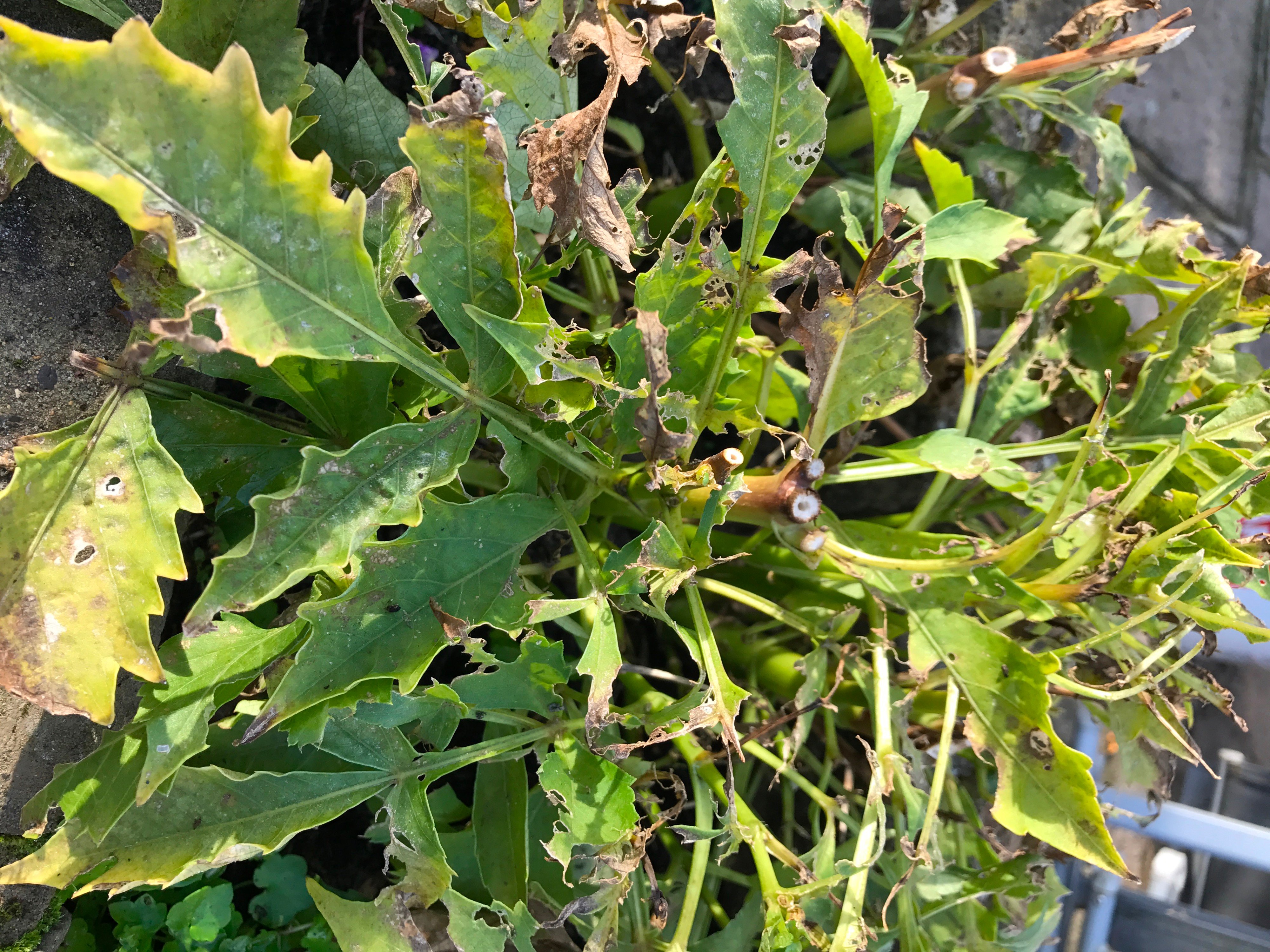 What's eating my flowers? — BBC Gardeners' World Magazine