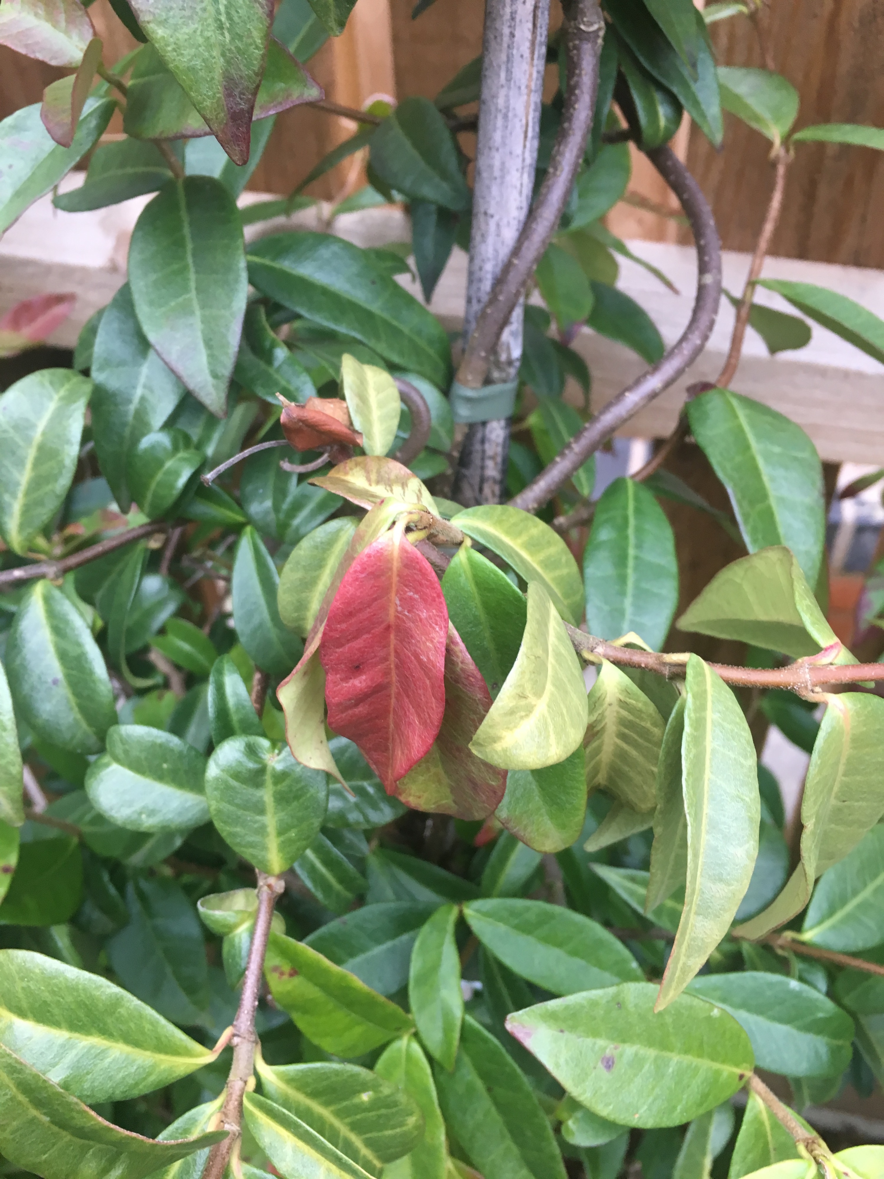 Star jasmine deterioration — BBC Gardeners' World Magazine