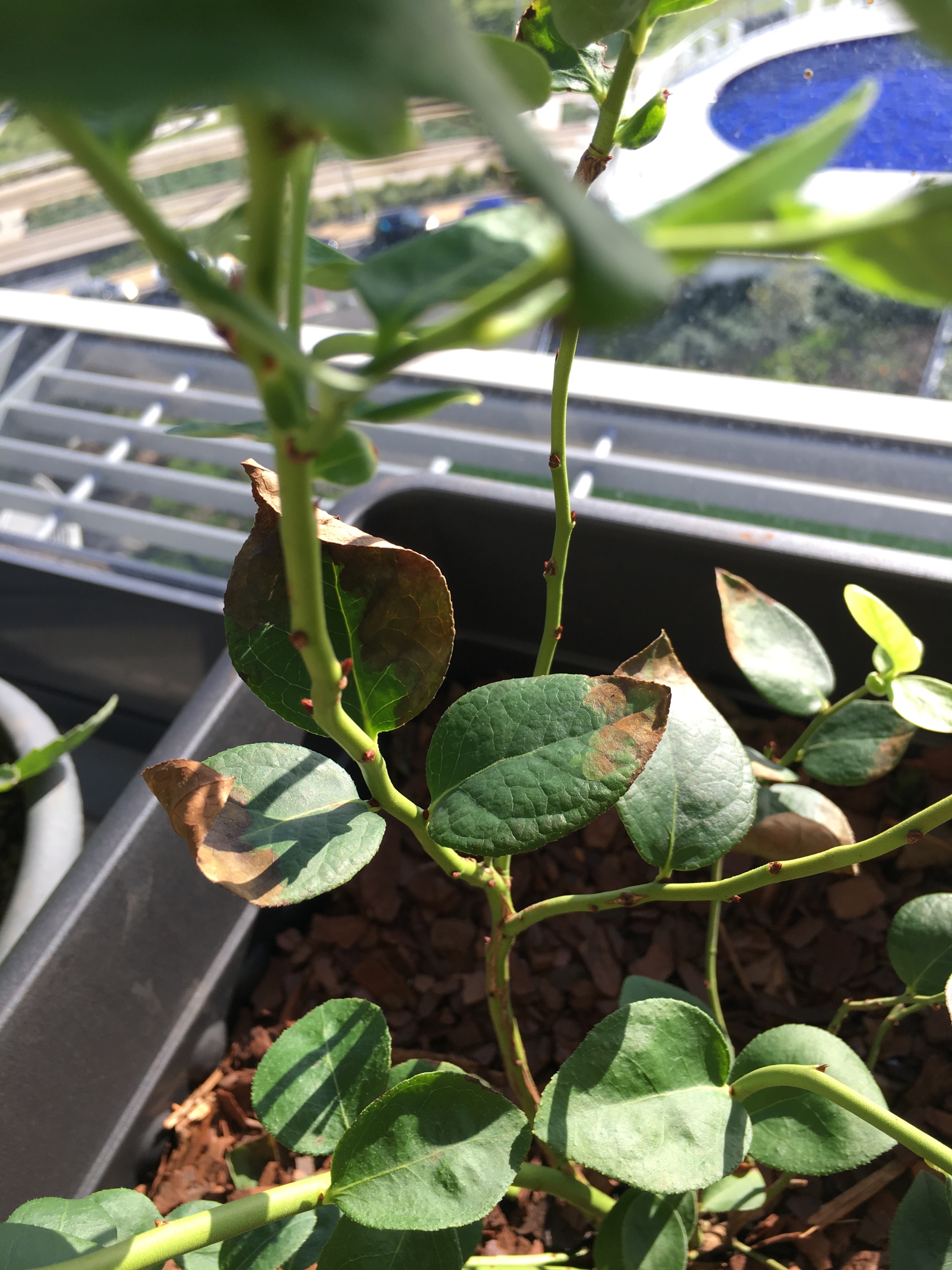 Blueberry leaves going brown — BBC Gardeners' World Magazine