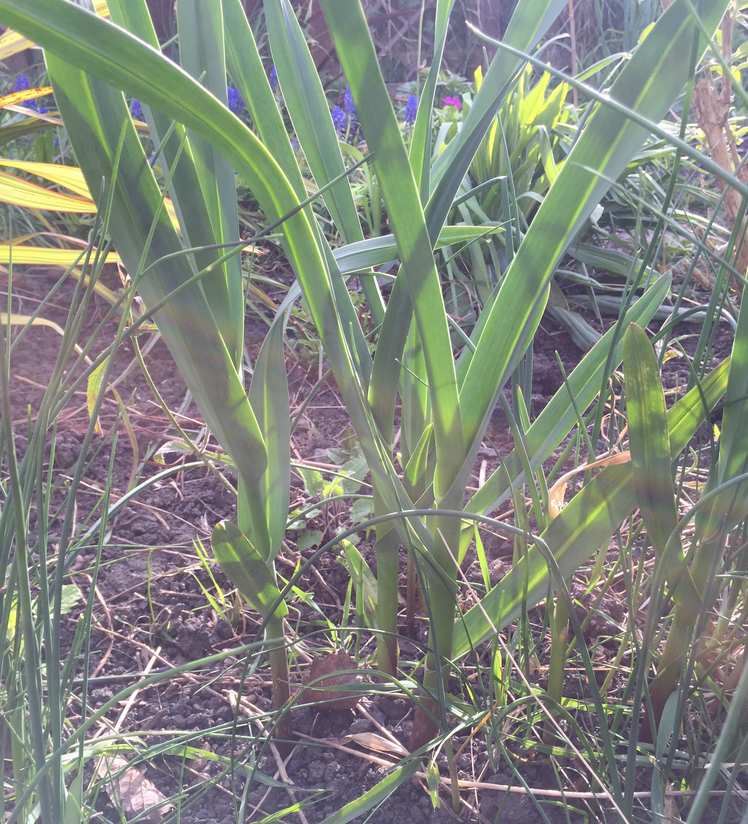 Alliums not flowering Page 2 — BBC Gardeners' World Magazine