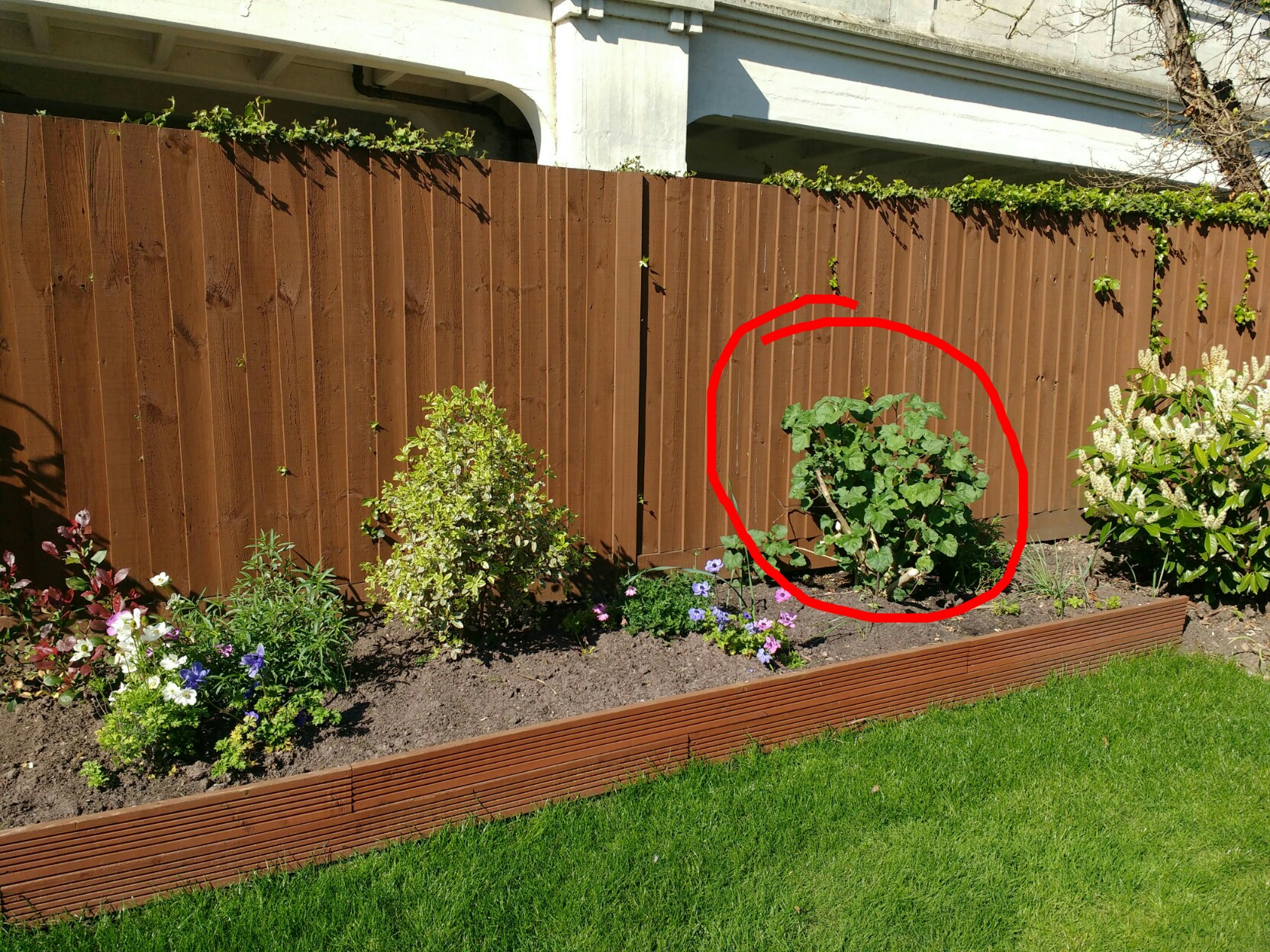 Which cherry blossom for my garden — BBC Gardeners' World Magazine