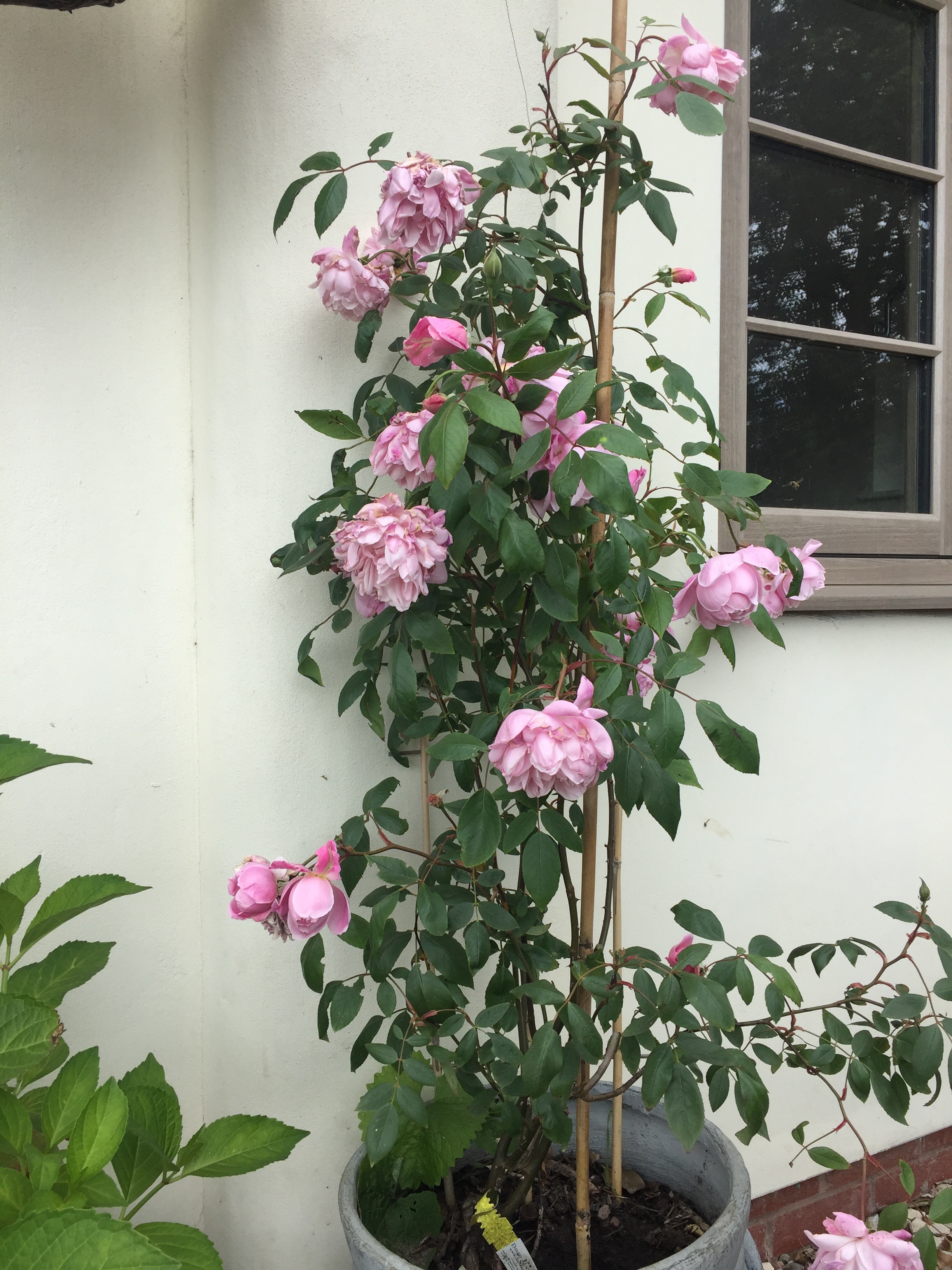 Droopy blooms roses x 2 — BBC Gardeners' World Magazine